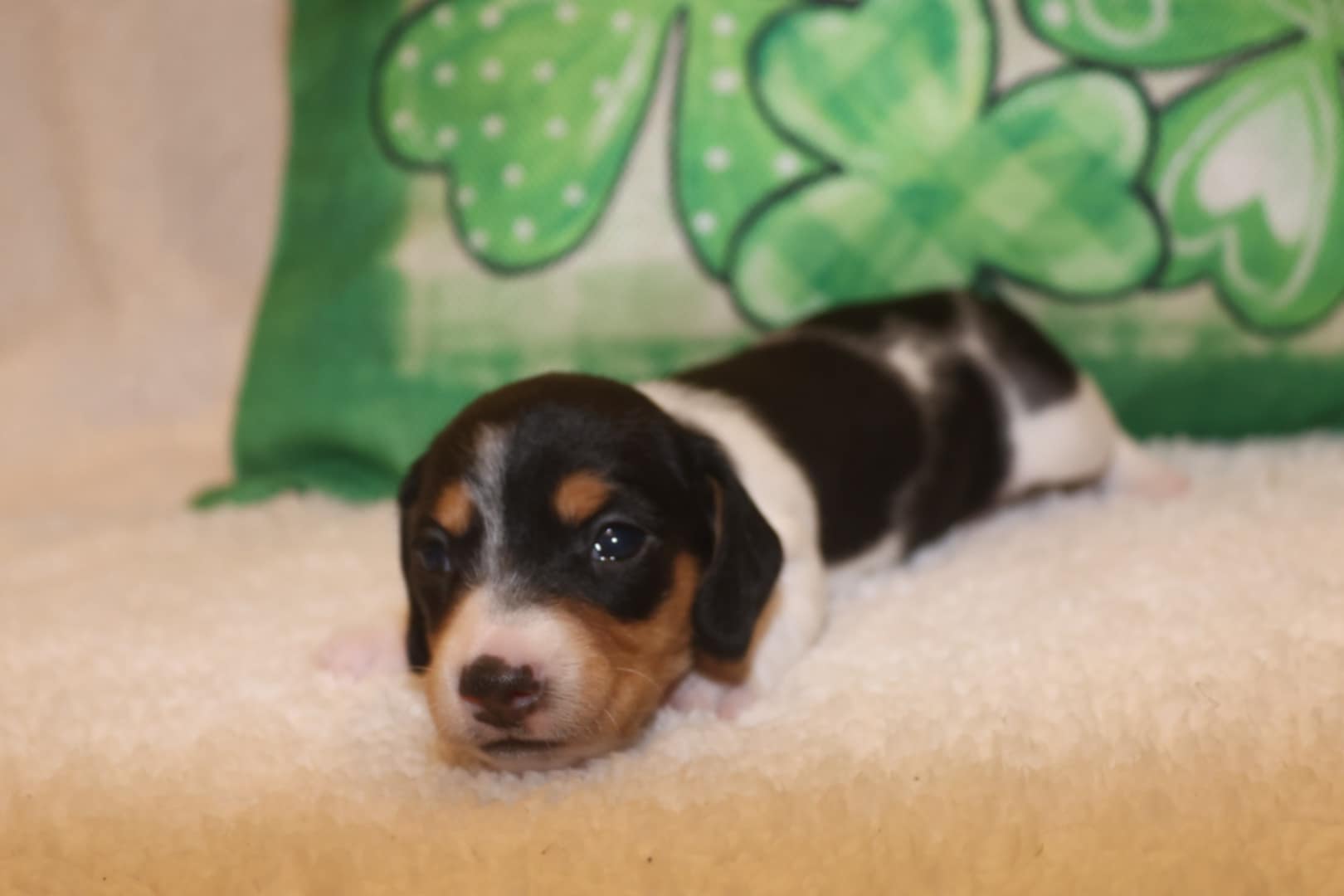 AKC Dachshund Puppies image 4