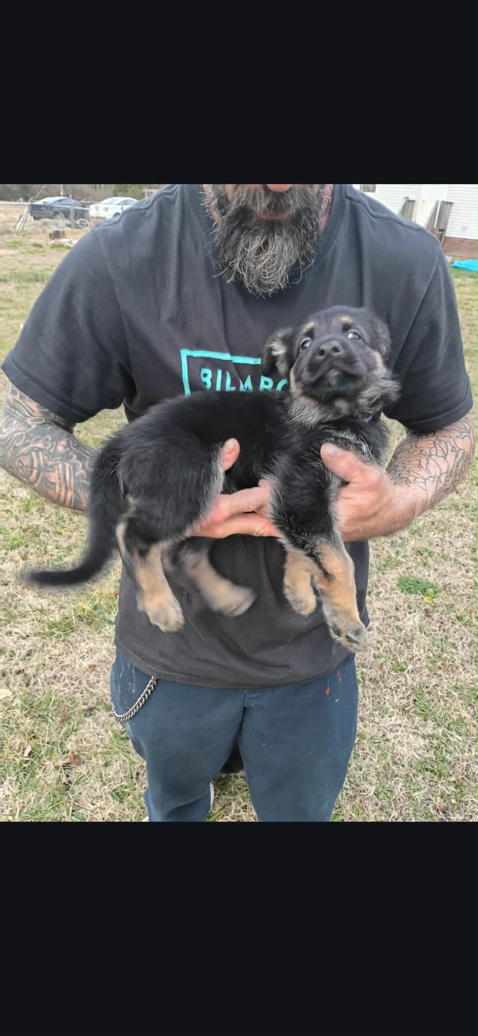AKC Purebred German Shepherd Puppies image 1