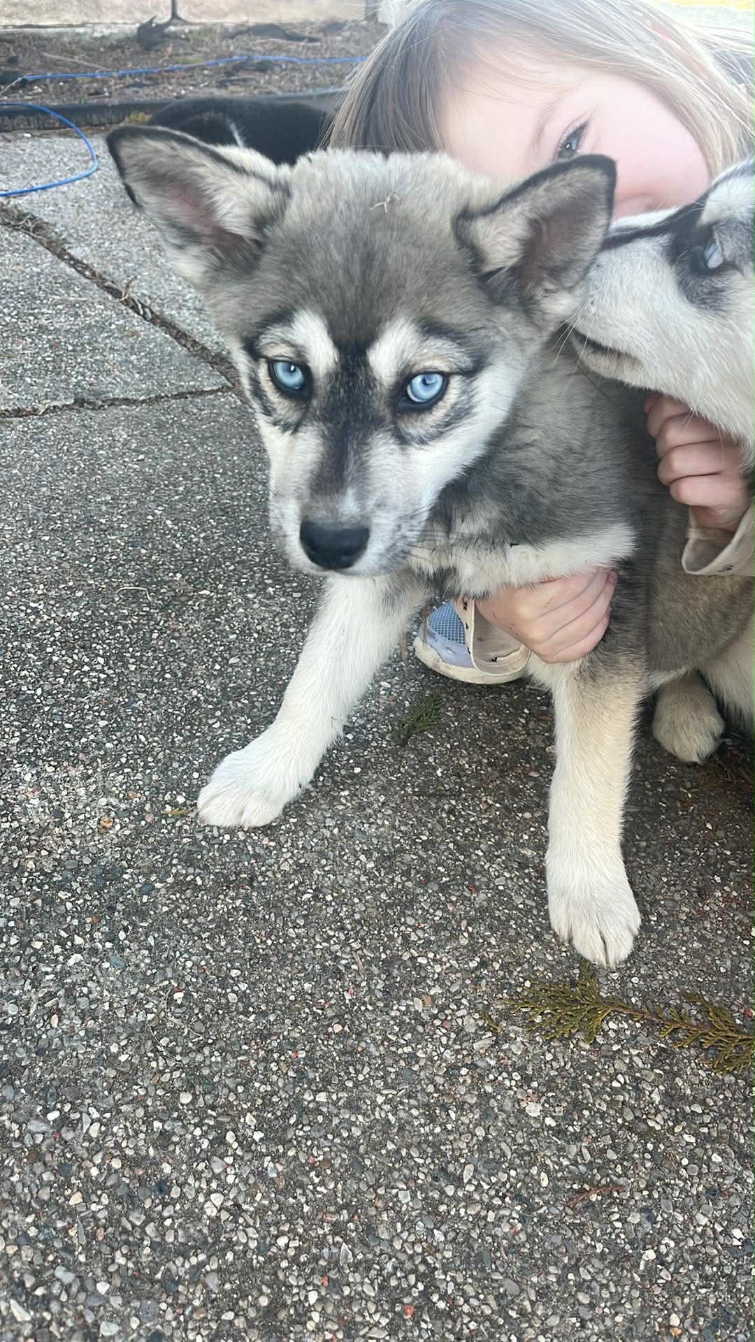 Puppies image 3