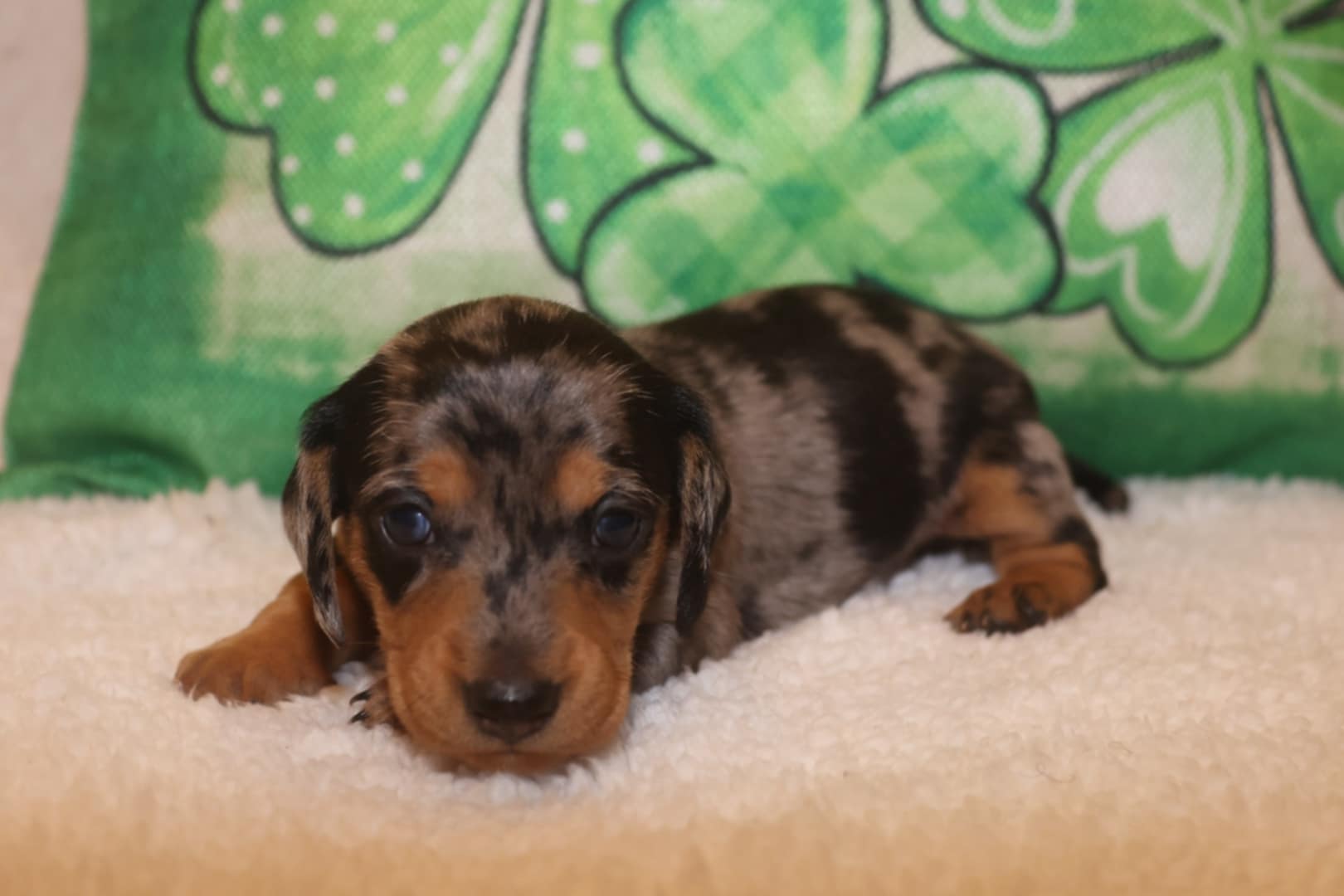 AKC Dachshund Puppies image 5