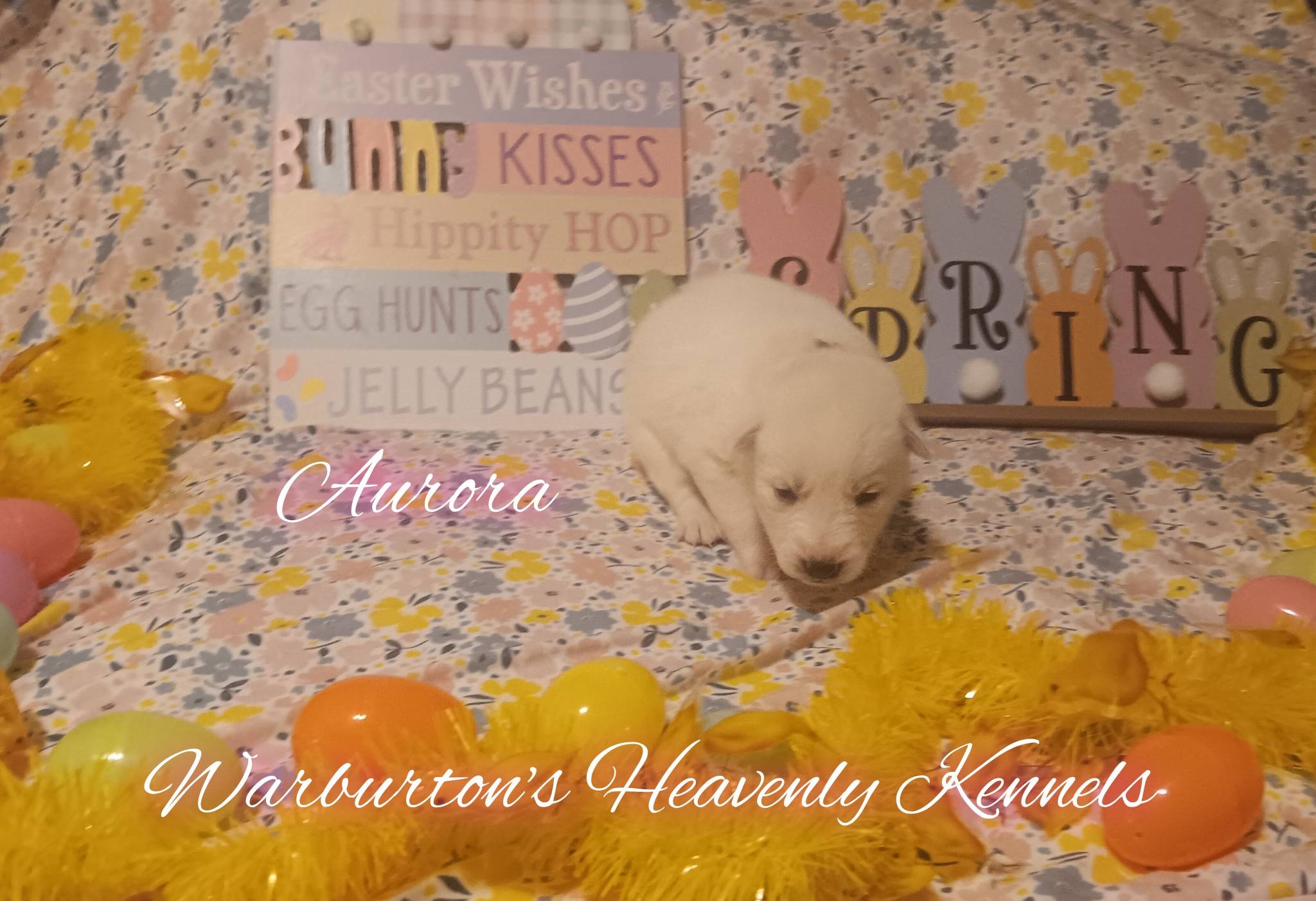 AKC Female Siberian Husky Puppies image 5