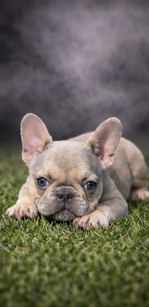 Ivory the French Bulldog image 1