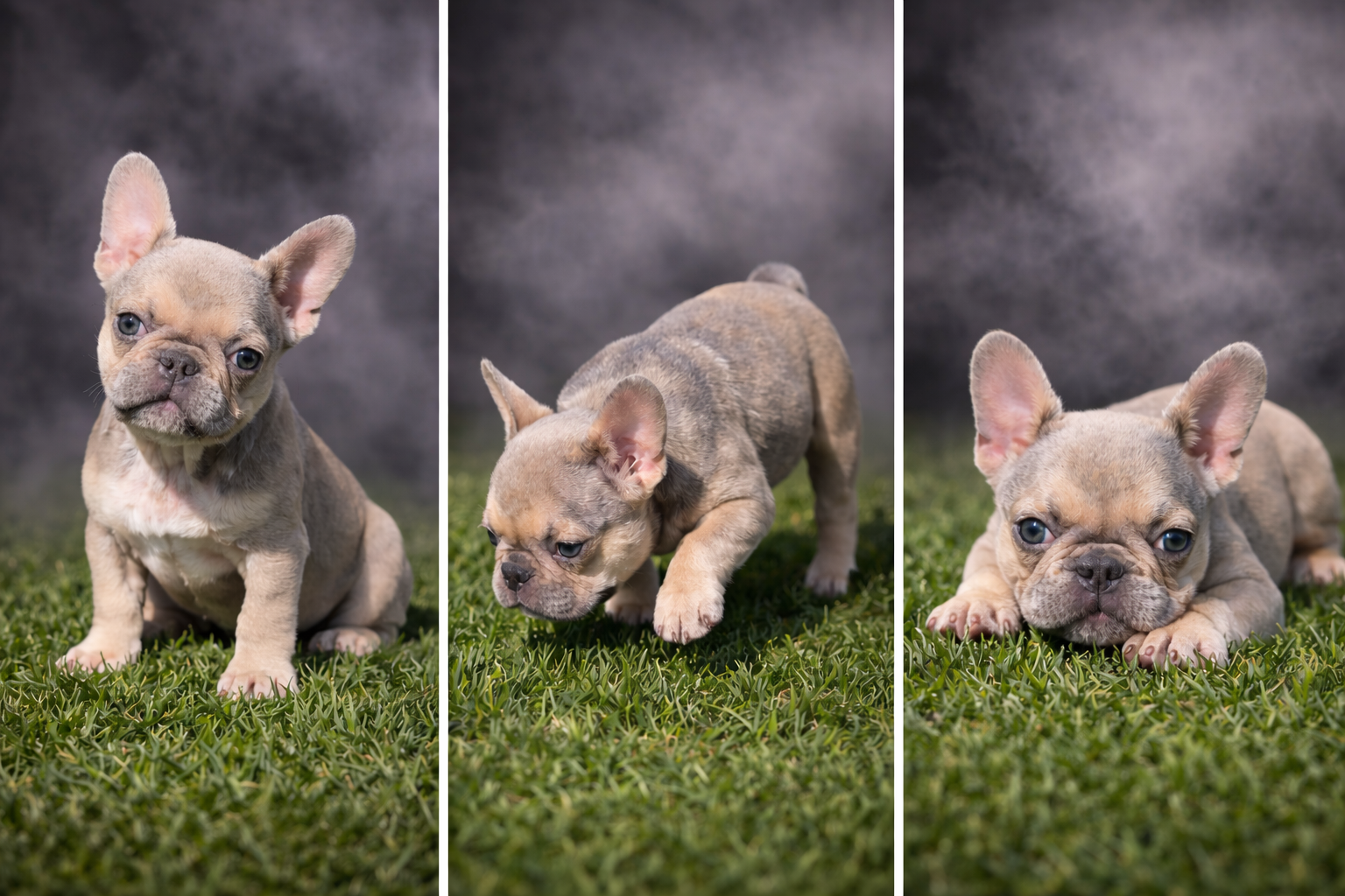 Ivory the French Bulldog image 5