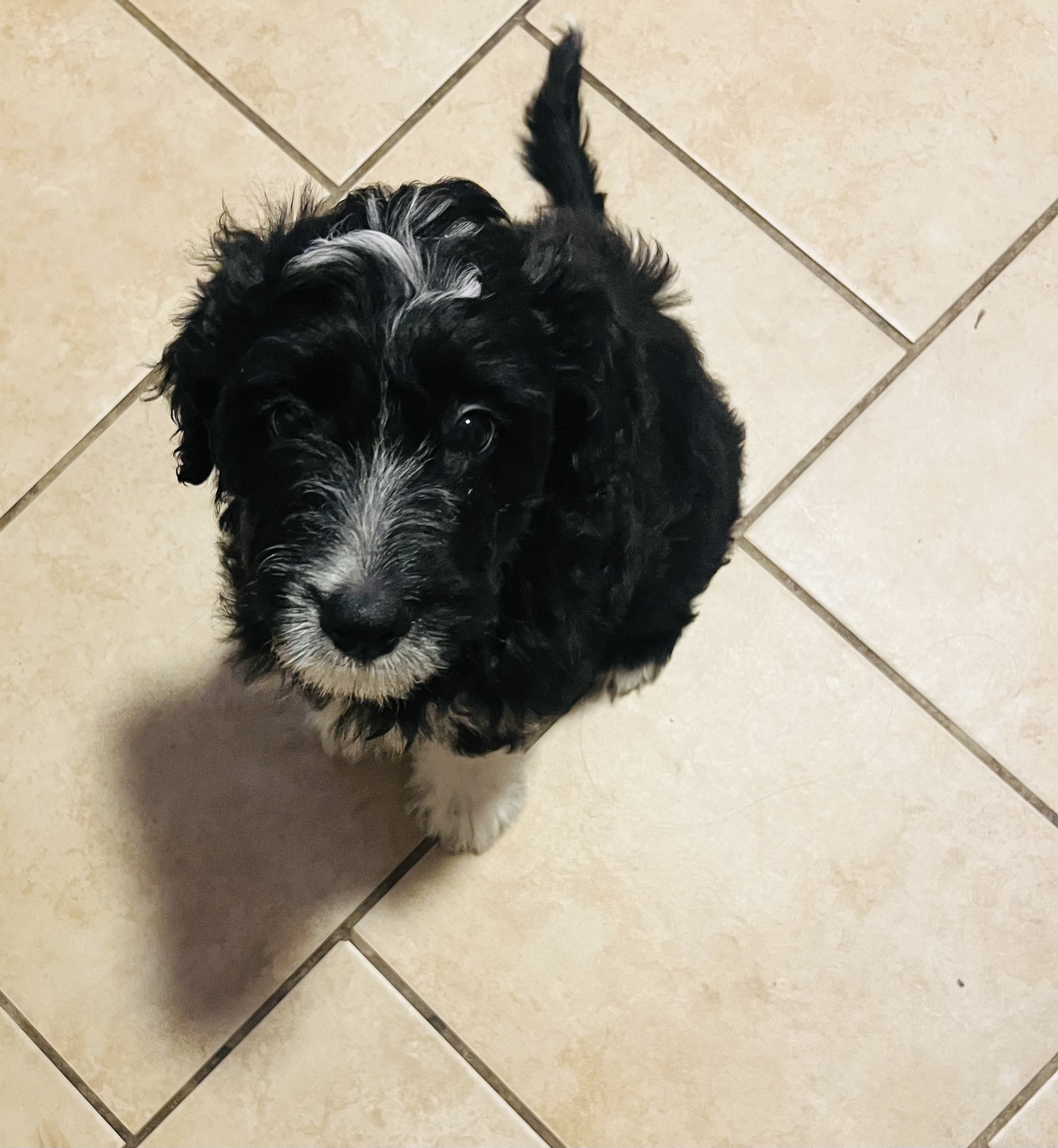 Baxter adorable Aussie doodle puppy image 1