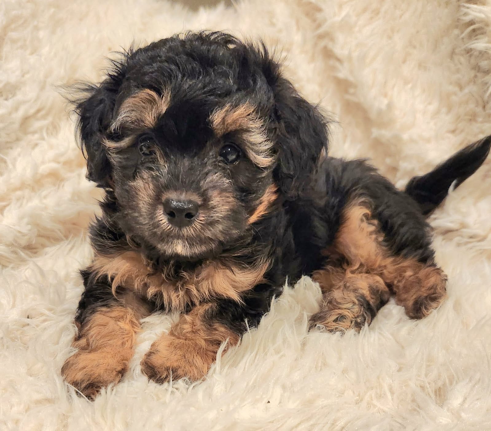 Micro - Mini Bernedoodles image 4