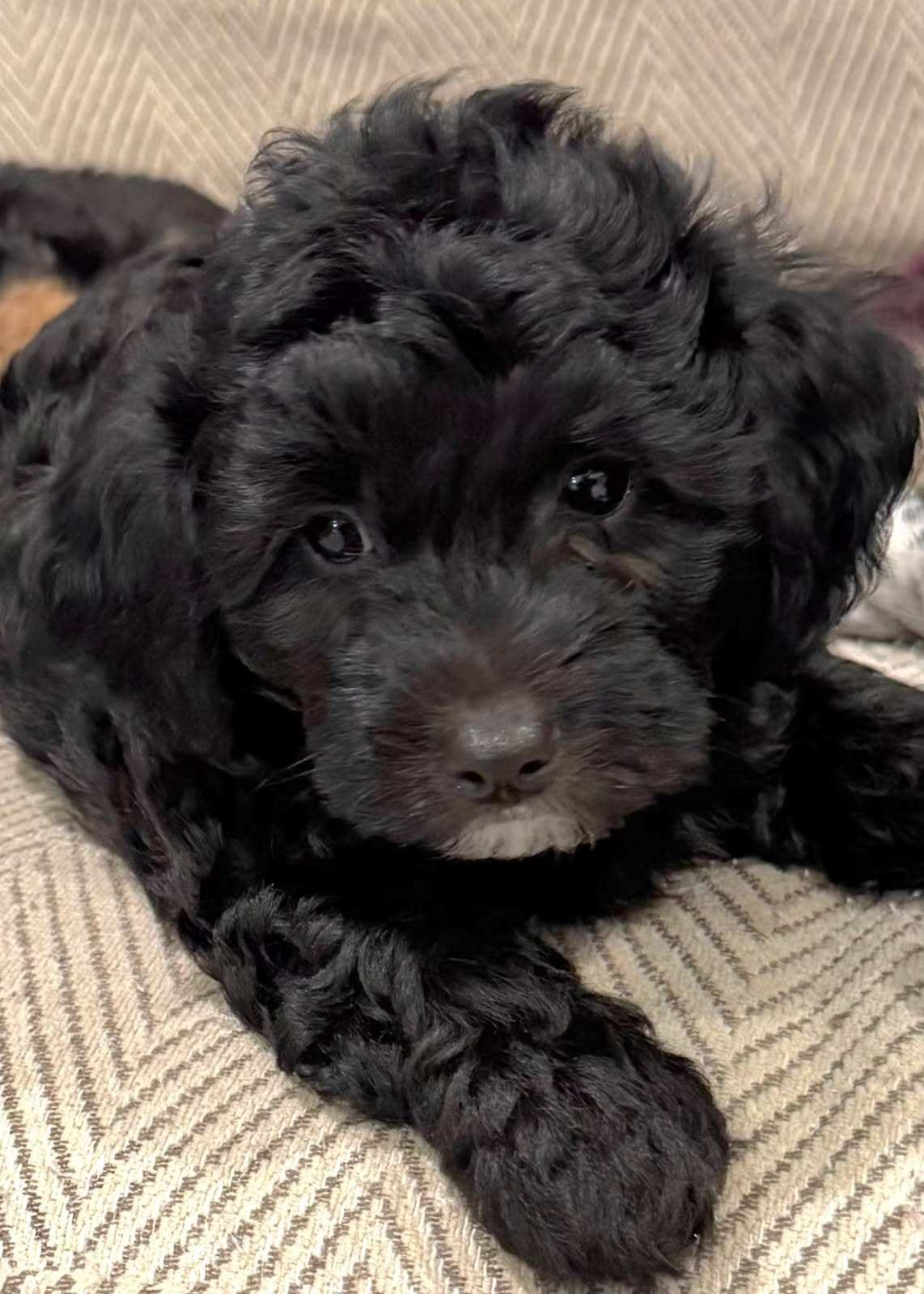 Micro - Mini Bernedoodles image 2