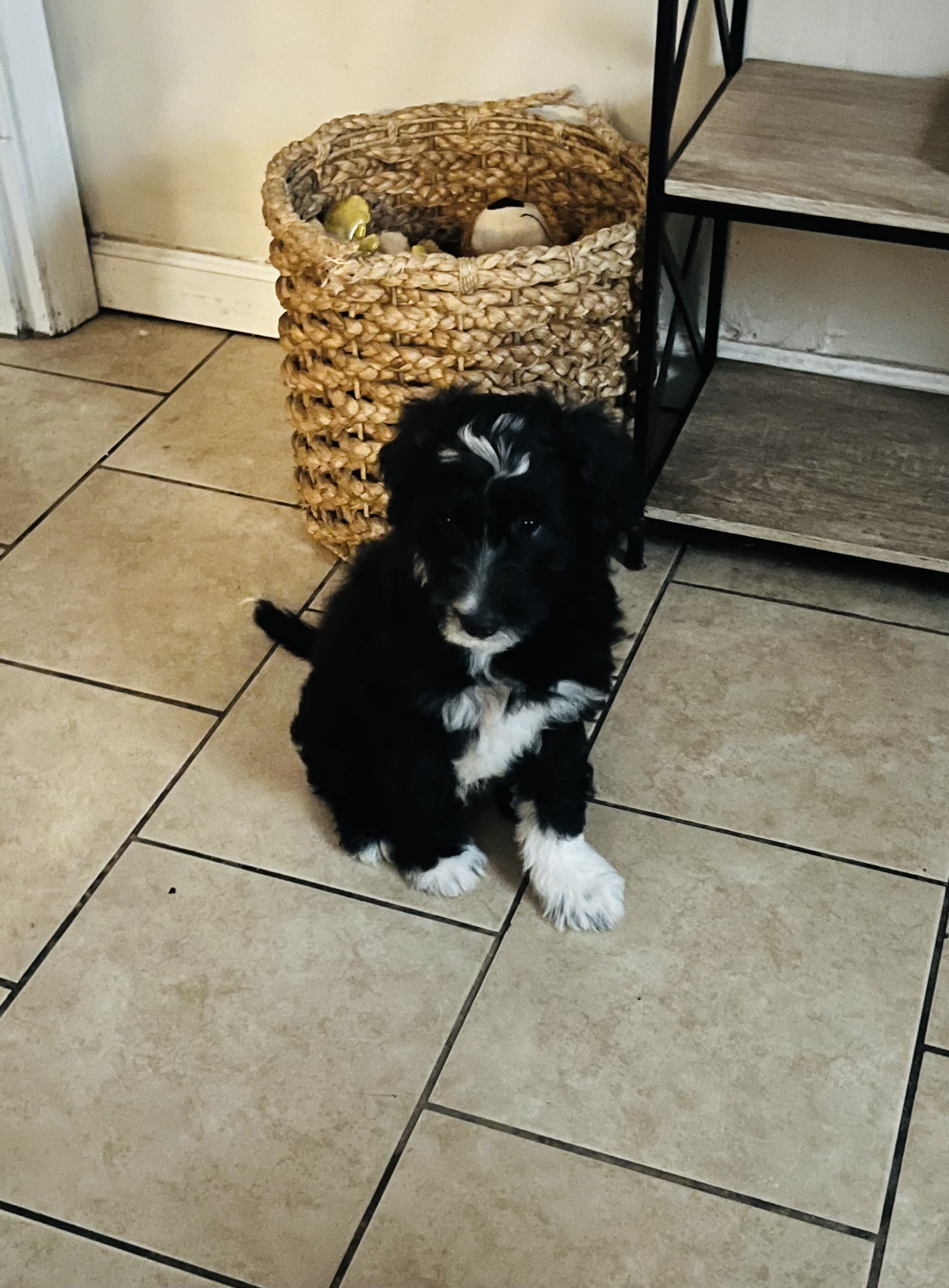 Bo adorable Aussie Doodle puppy image 1