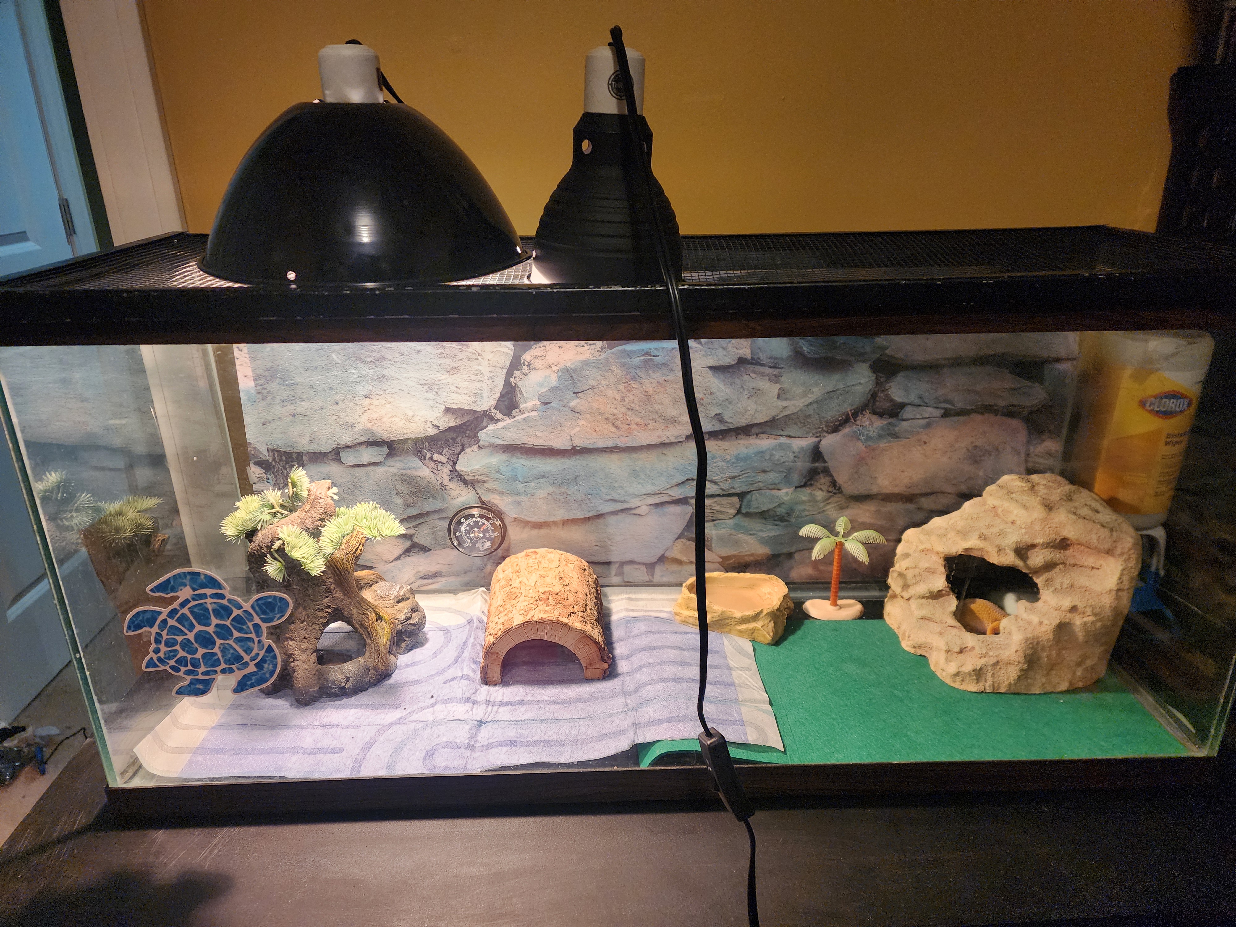 Leopard Gecko + Tank image 2