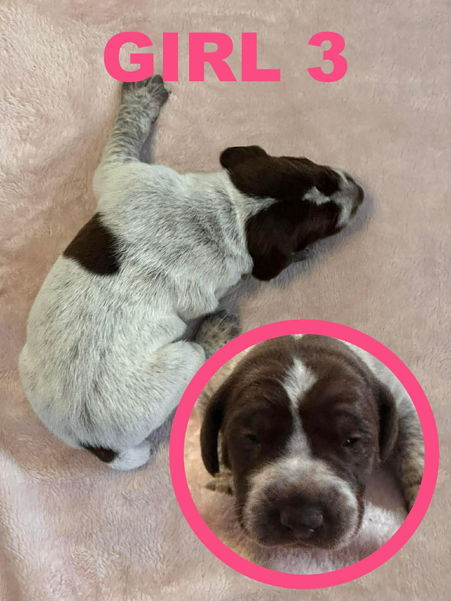 GSP Puppies image 3