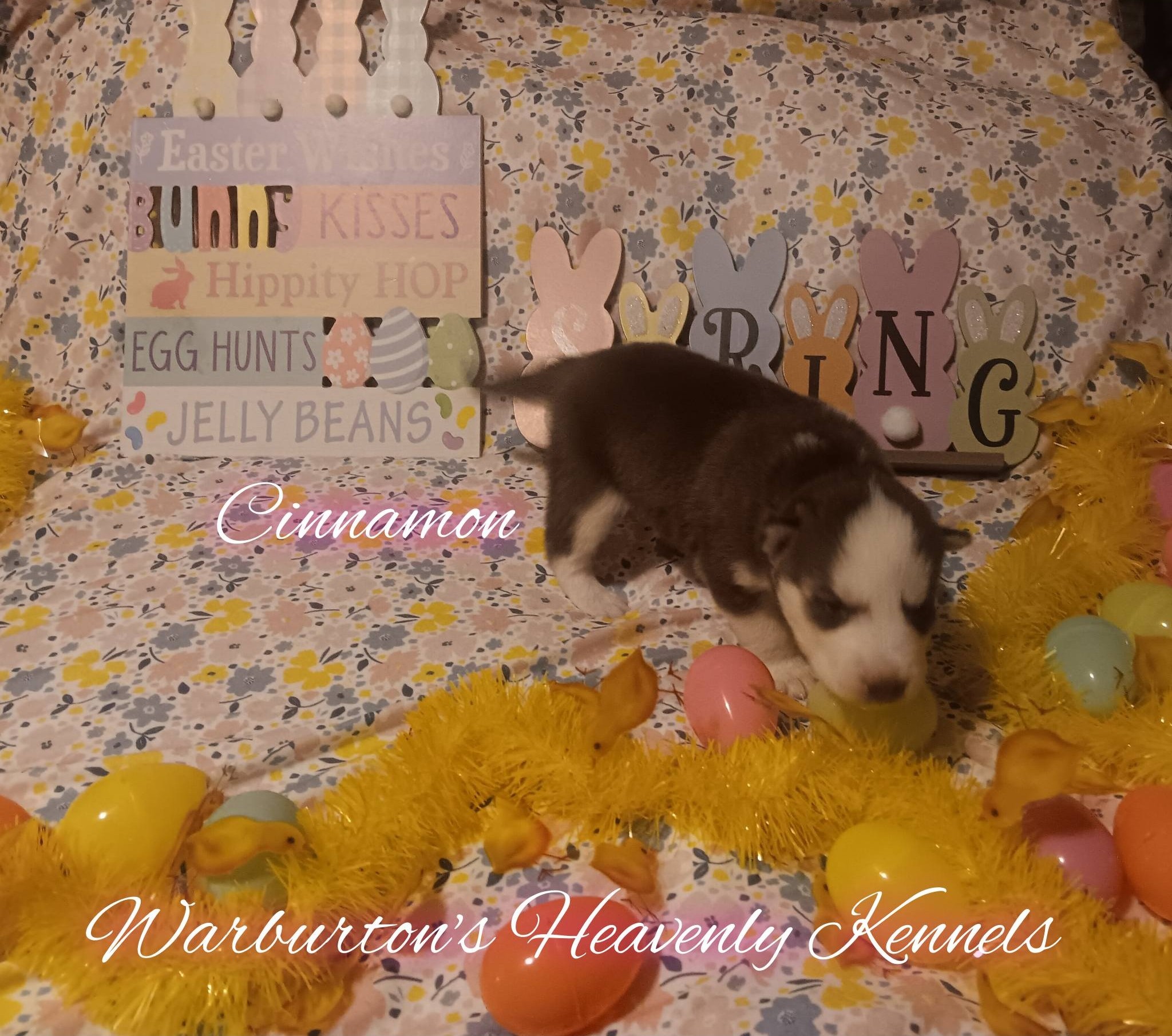AKC Female Siberian Husky Puppies image 6