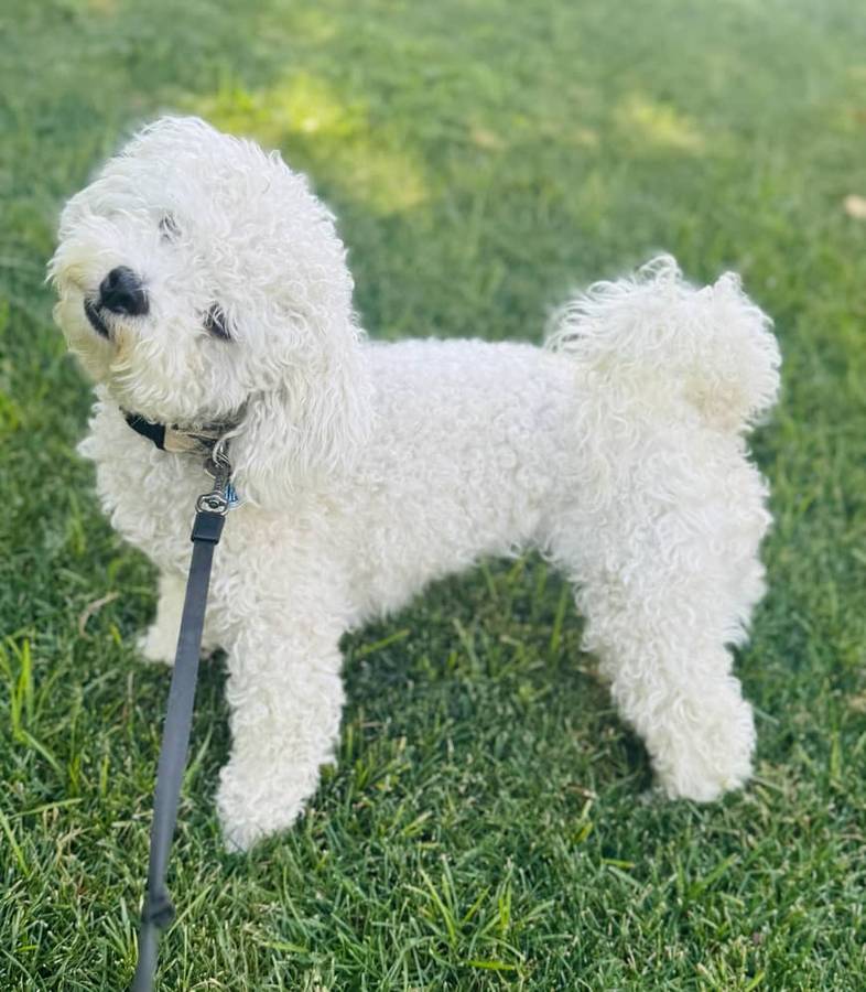Sweet Bichon Frise 3 and a half years old image 1