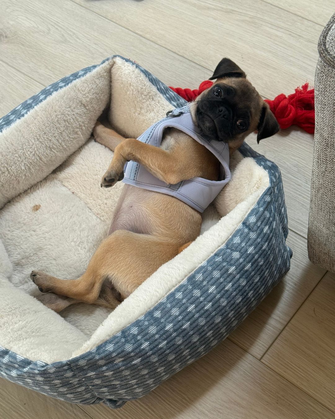 6 month female pug puppy image 1