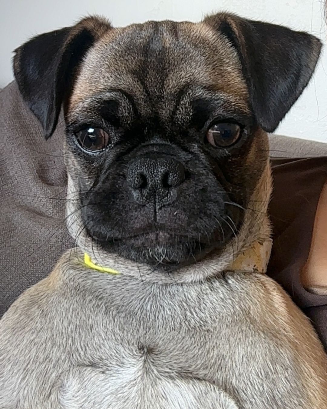 6 month female pug puppy image 2