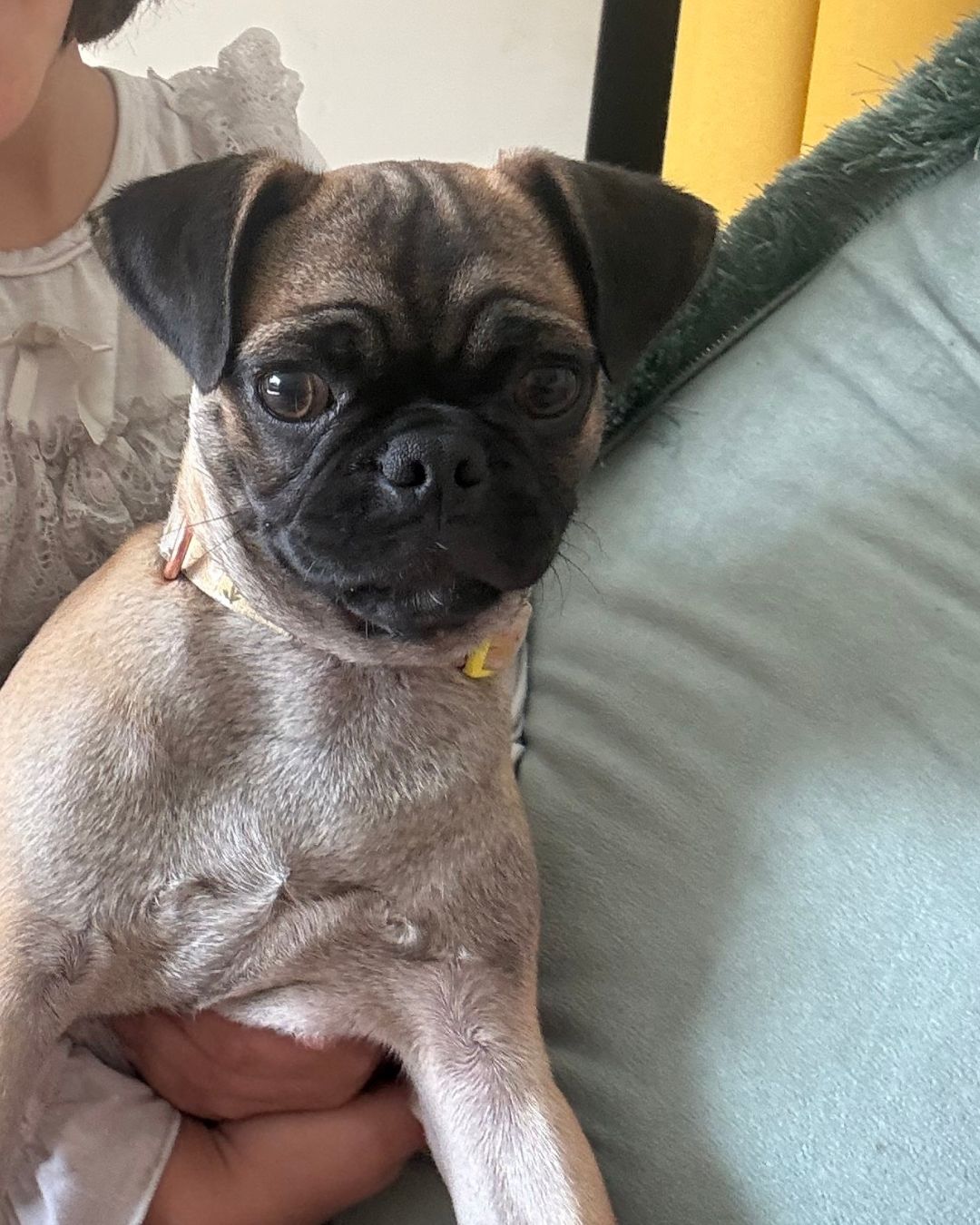 6 month female pug puppy image 3
