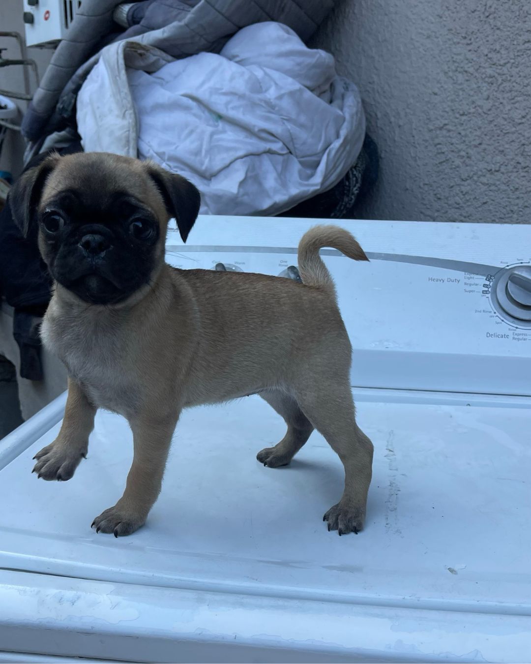 6 month female pug puppy image 4