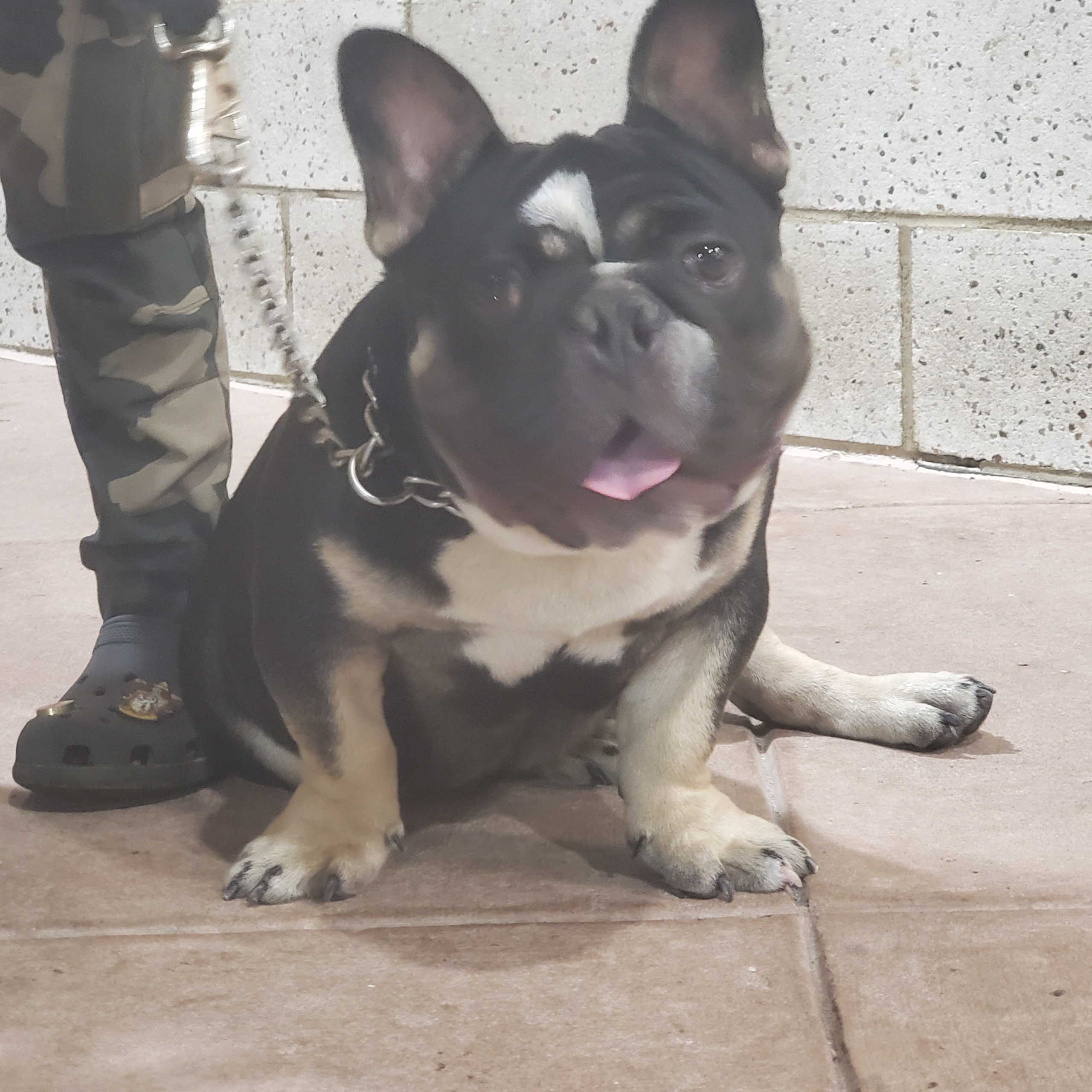 frenchie dog image 2