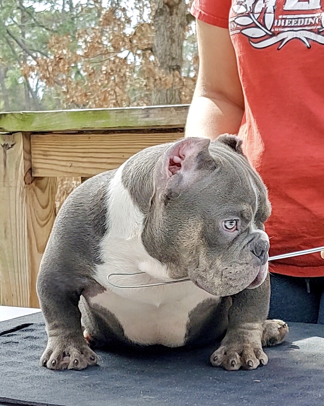 Quality Bully puppies male and female image 1