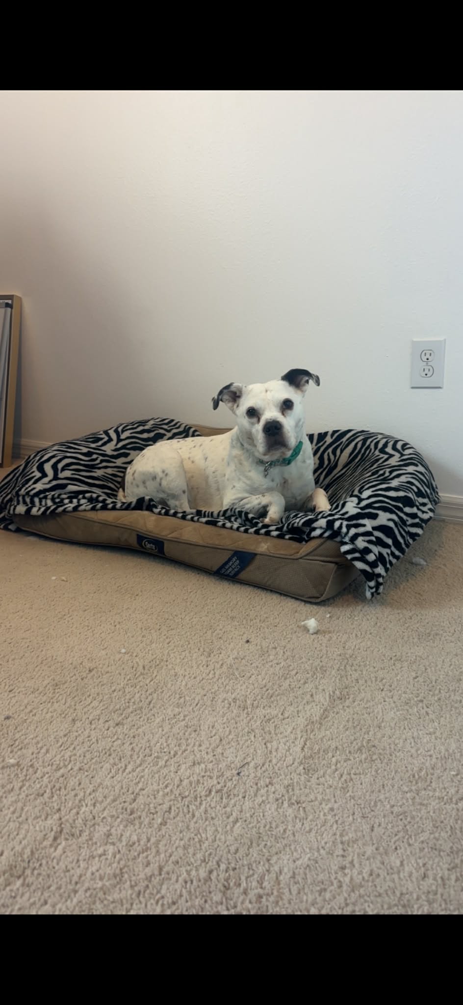 Dog image 1