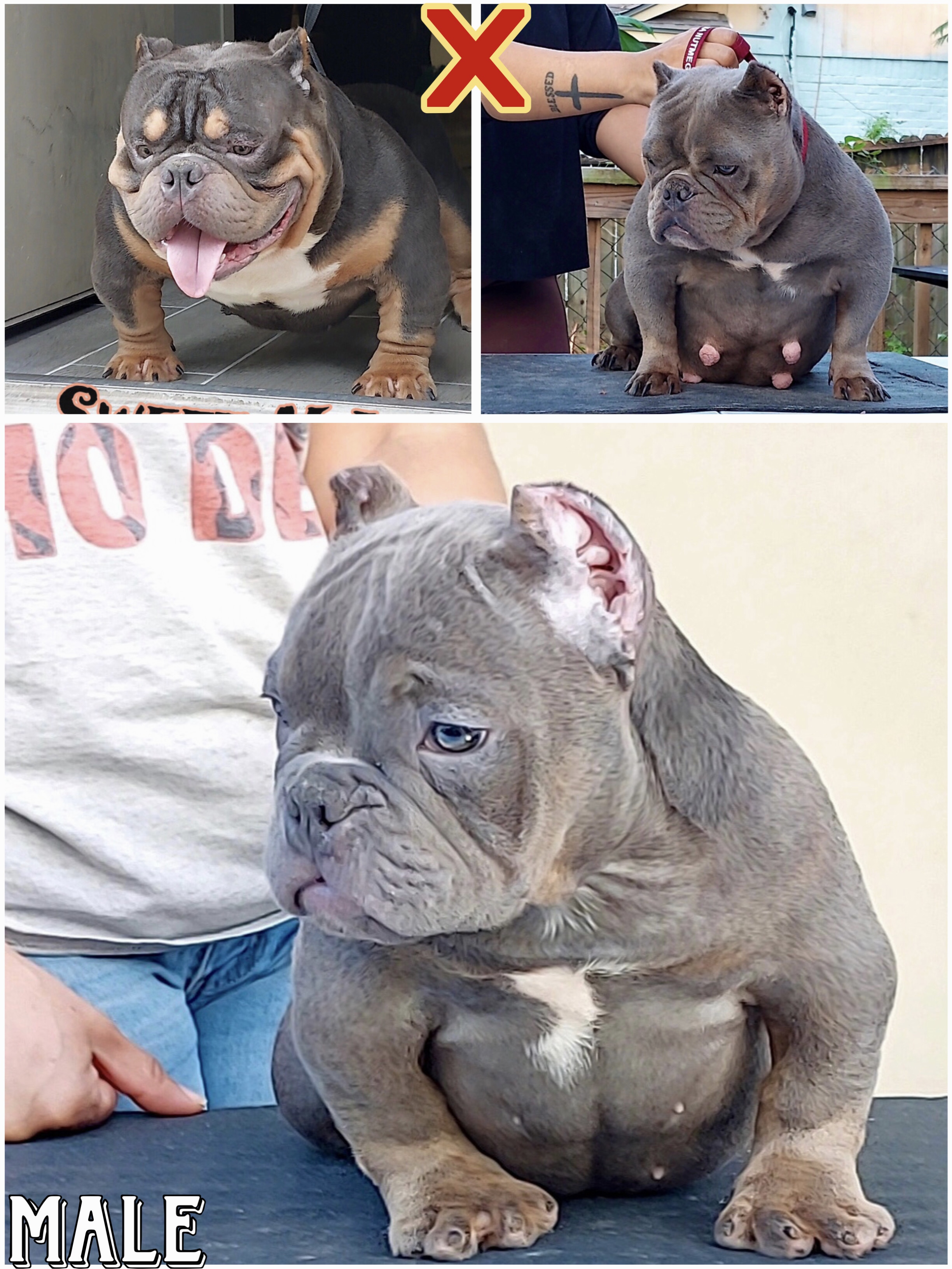 Quality Bully puppies male and female image 2
