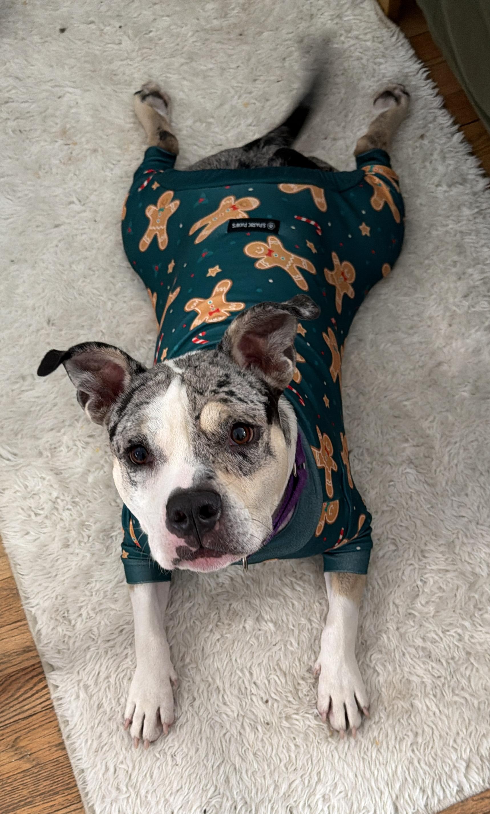 Luna is a 3.5 yr old Pitbull, needs loving home image 2