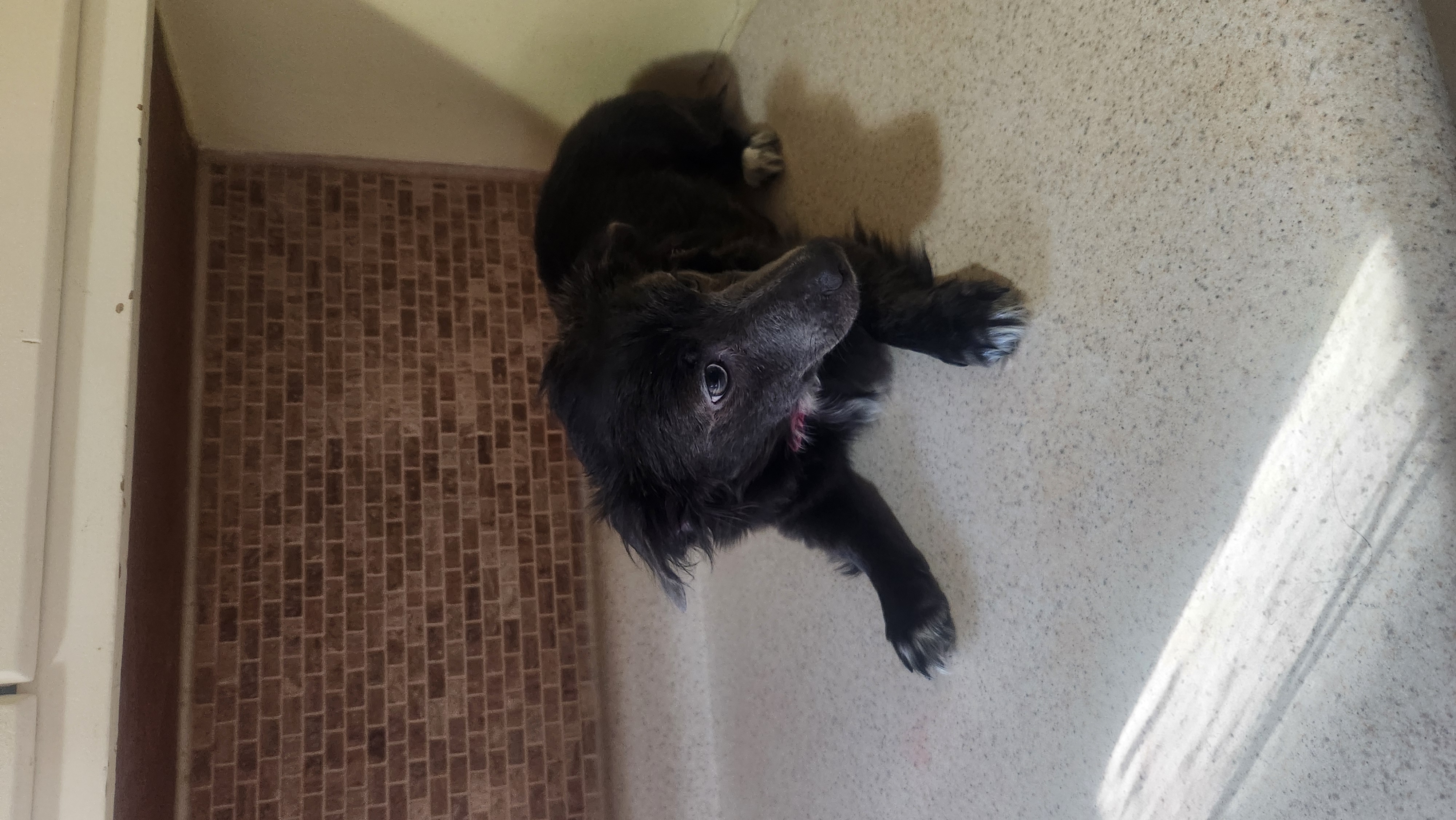 2 FREE Dogs to be rehomed immediately image 1