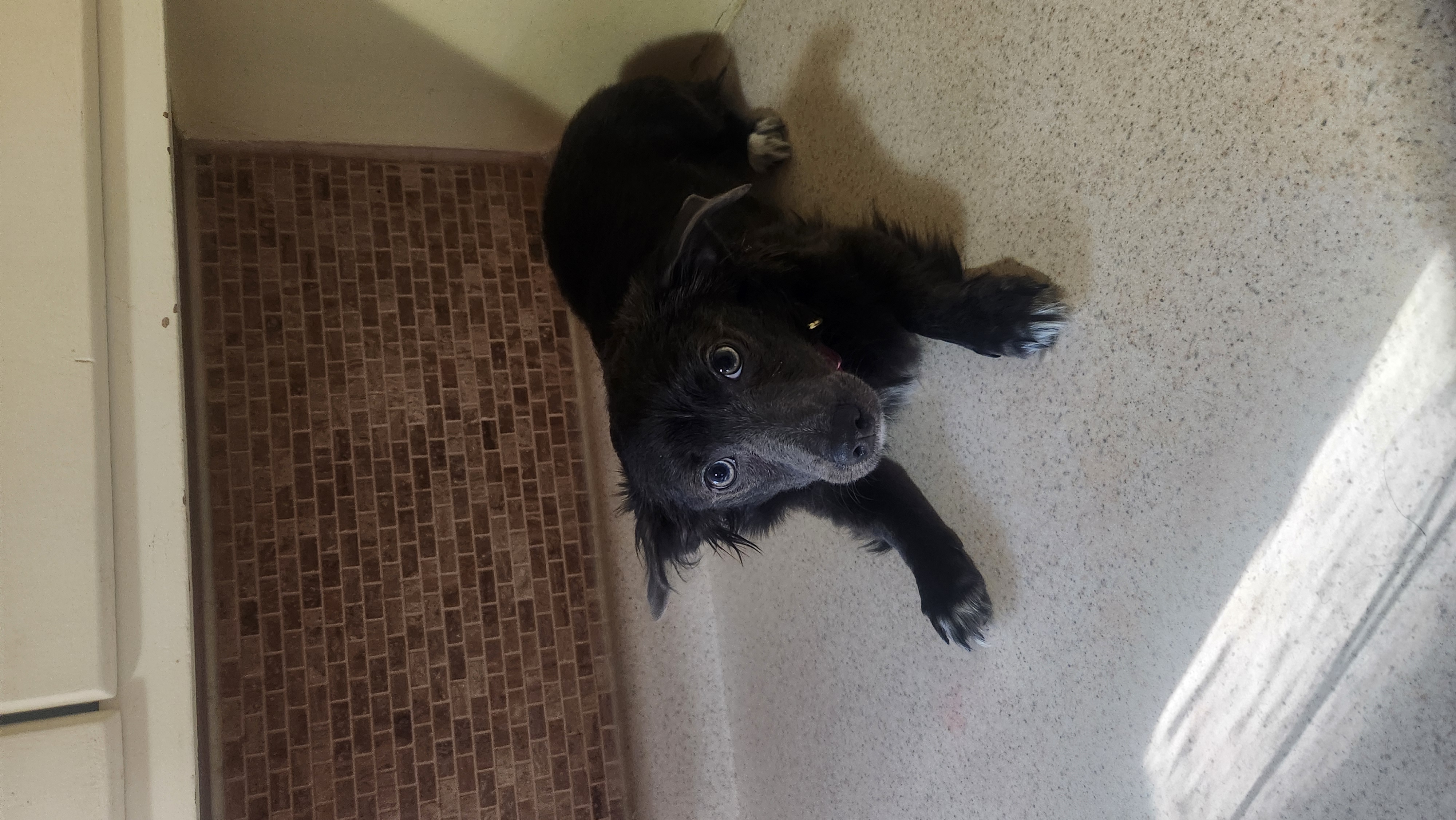 2 FREE Dogs to be rehomed immediately image 2