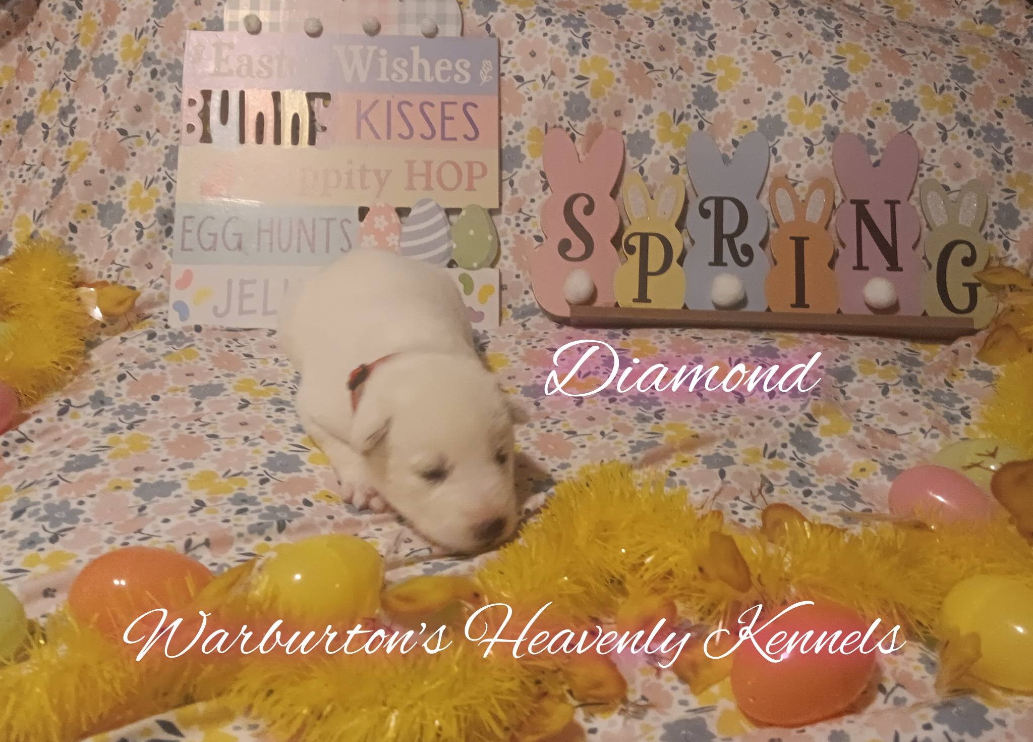 AKC Female Siberian Husky Puppies image 2