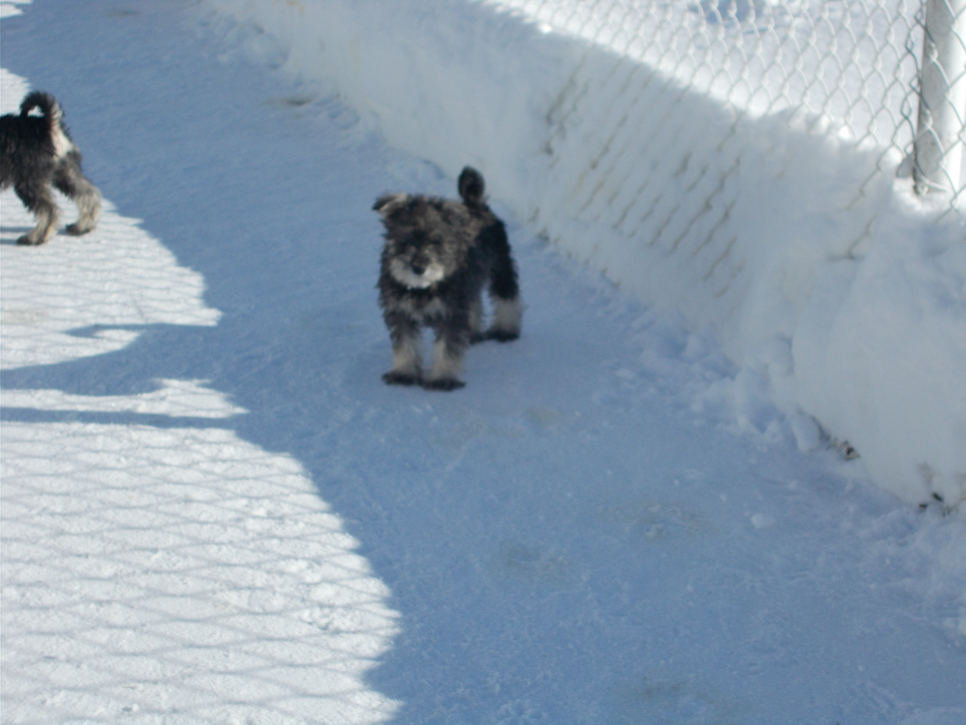 MINI SCHNAUZER PUPPIES / CHIOTS SCHNAUZER NAIN image 3
