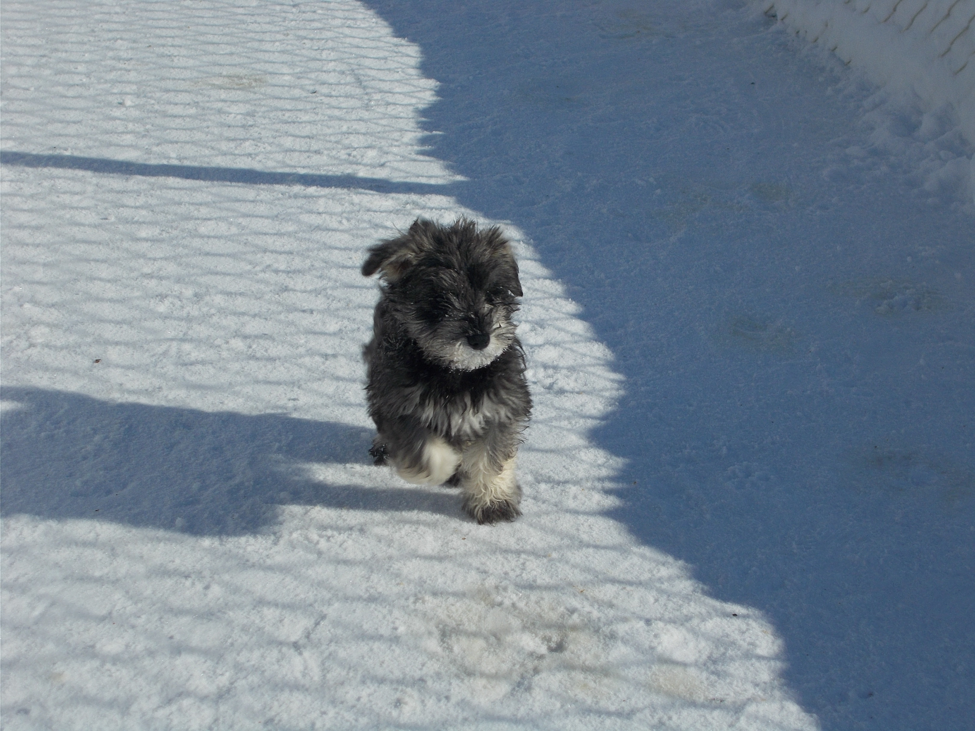 MINI SCHNAUZER PUPPIES / CHIOTS SCHNAUZER NAIN image 1