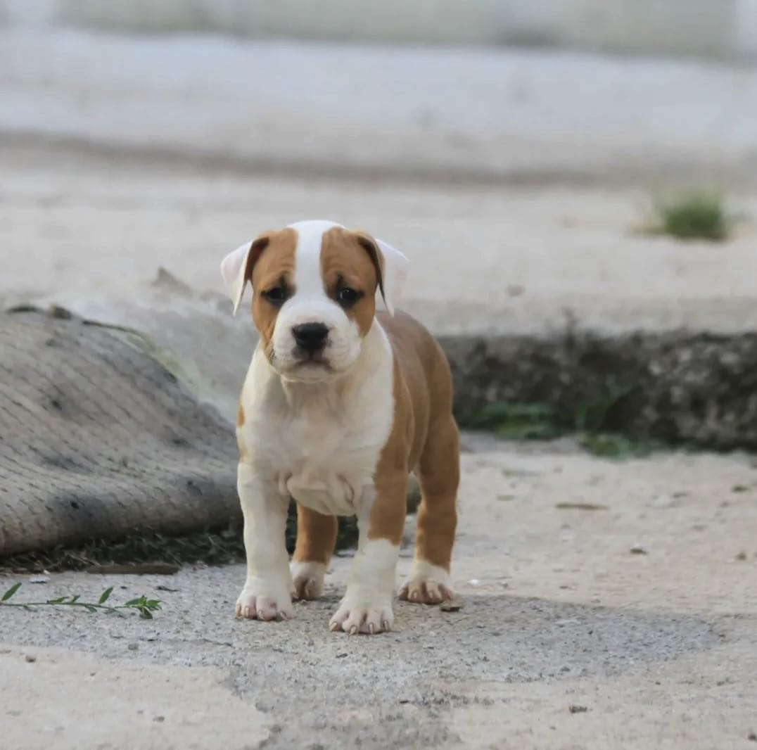 American Staffordshire Terrier puppies image 5