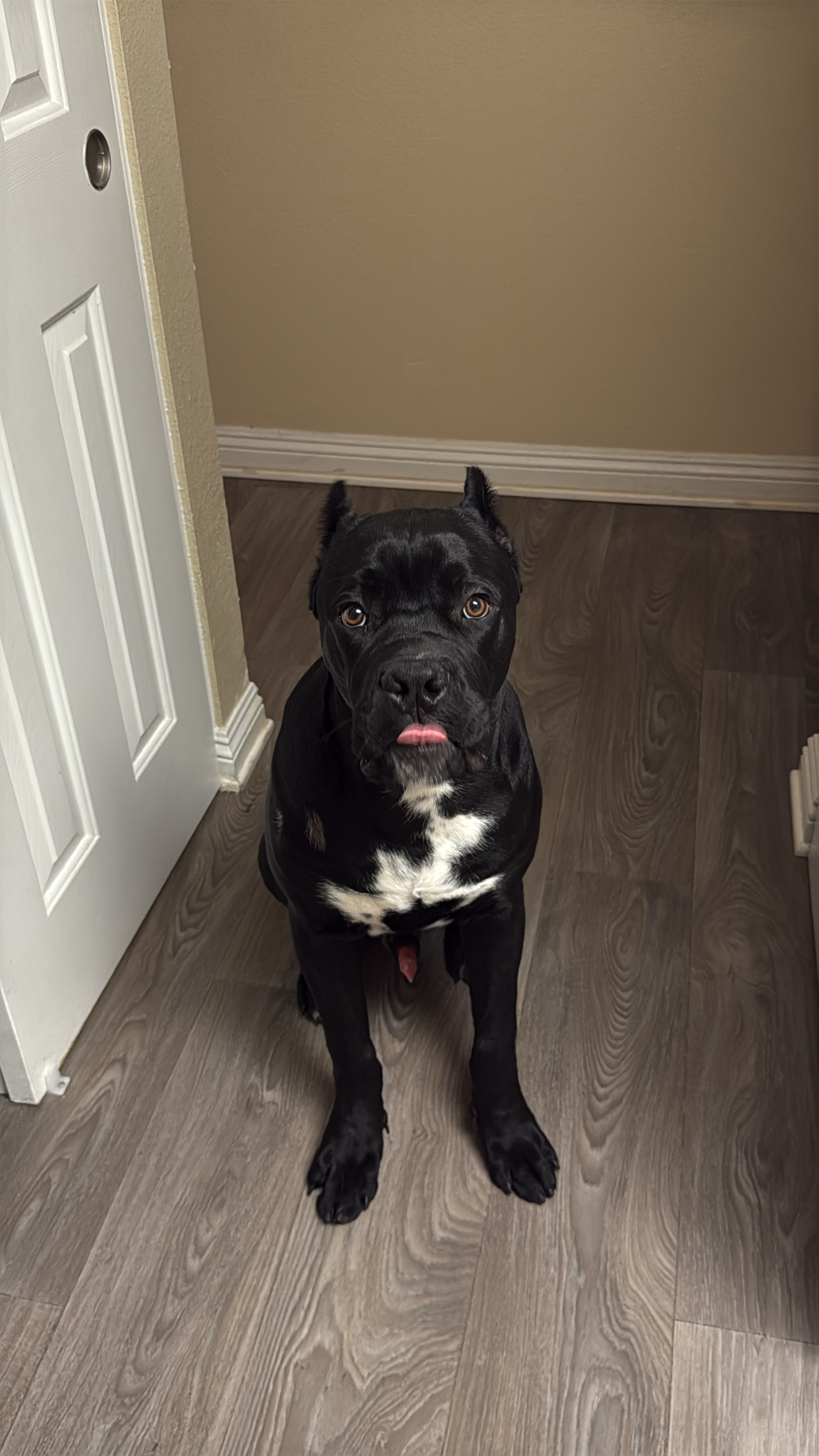 Cane corso image 1