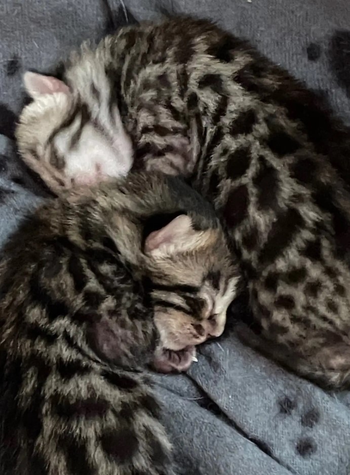F3 Savannah Cubs / Kittens image 2