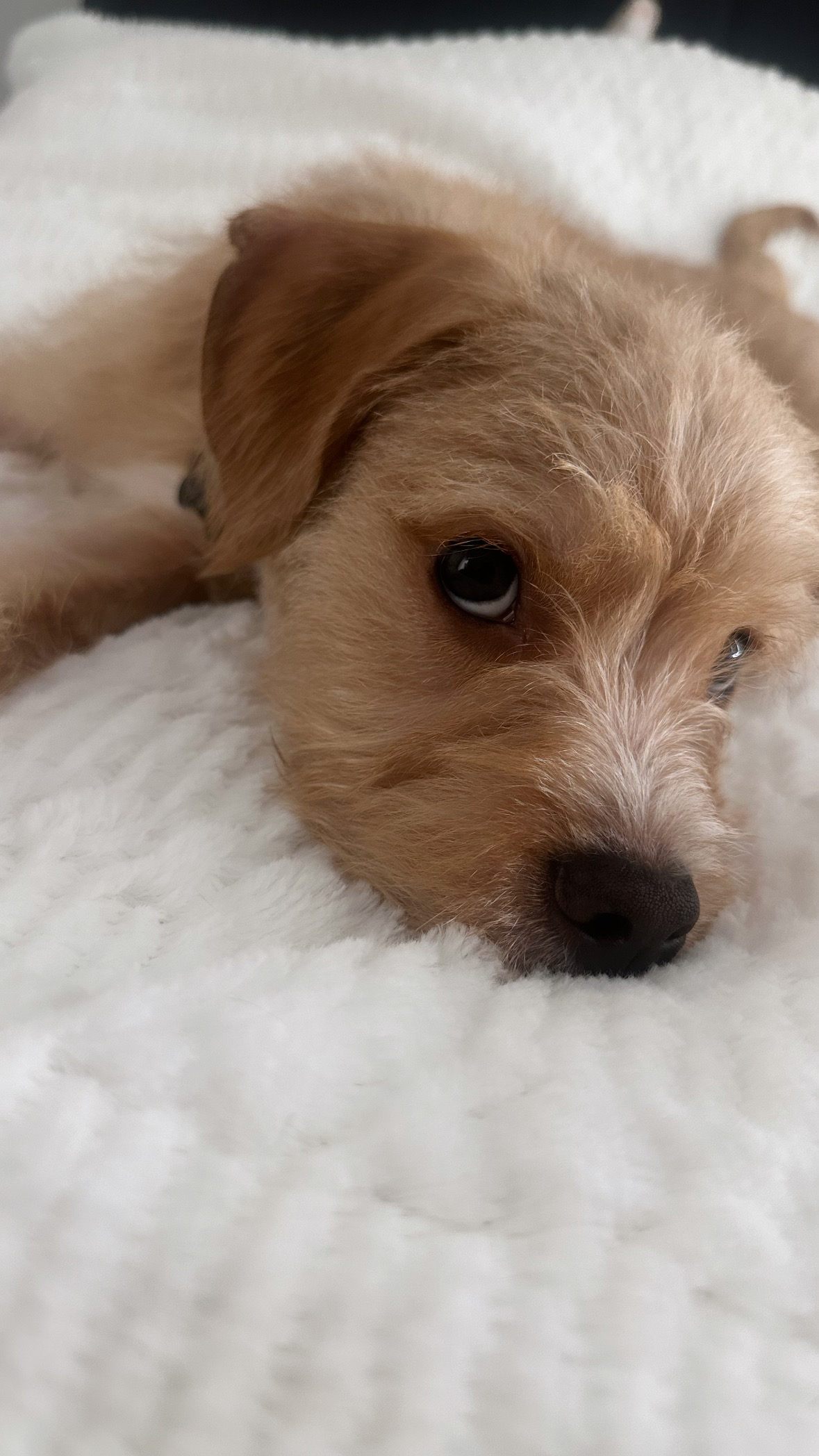 Dog for Sale (Bengi) image 1