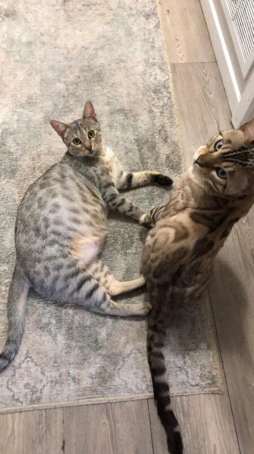 F3 Savannah Cubs / Kittens image 5