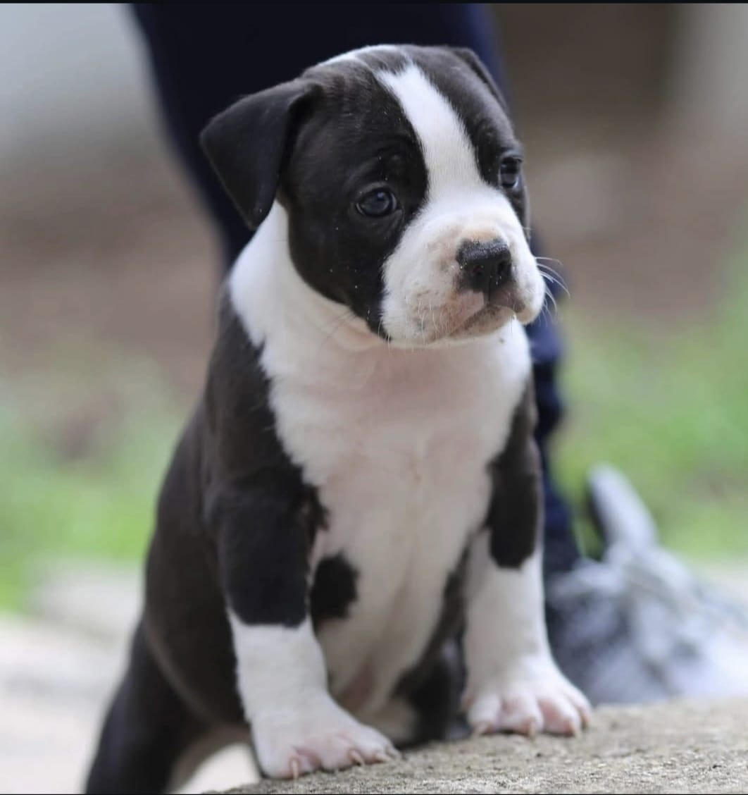 American Staffordshire Terrier puppies image 6