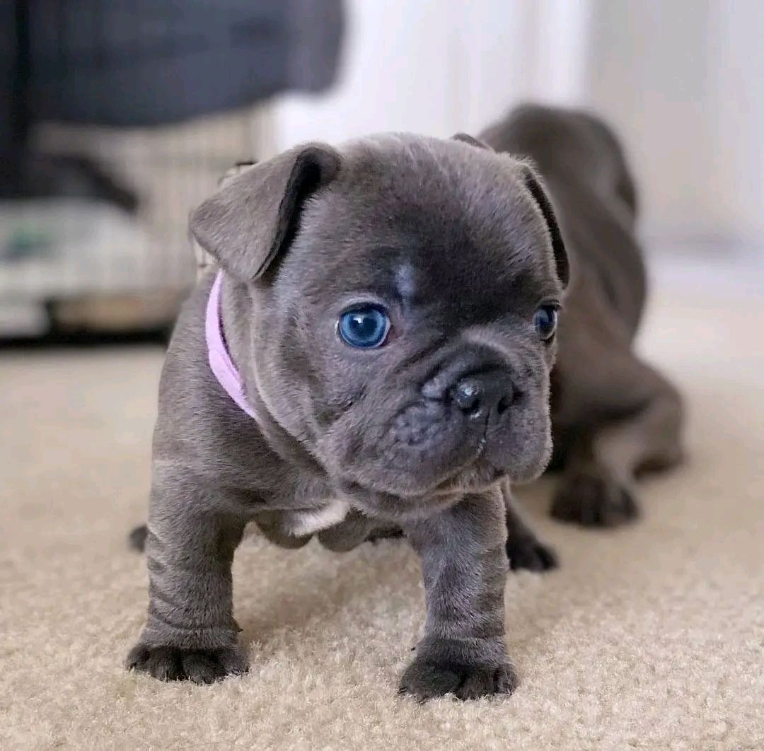 Fluffy Frenchie's  one male & 2 females image 2