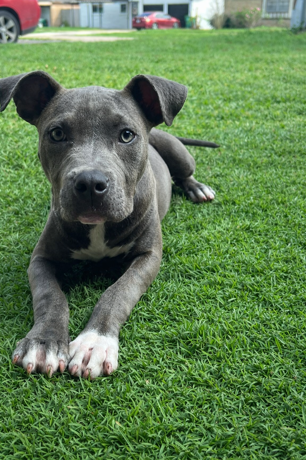 Blue nose pitbull puppies image 1