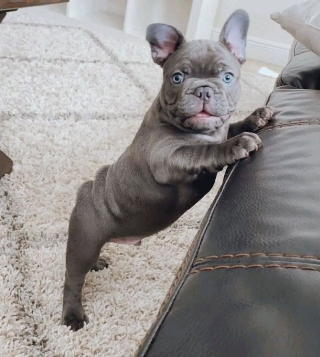 Fluffy Frenchie's  one male & 2 females image 3