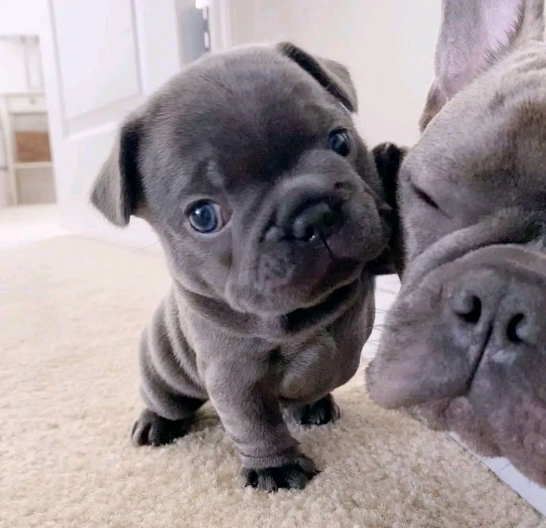 Fluffy Frenchie's  one male & 2 females image 4