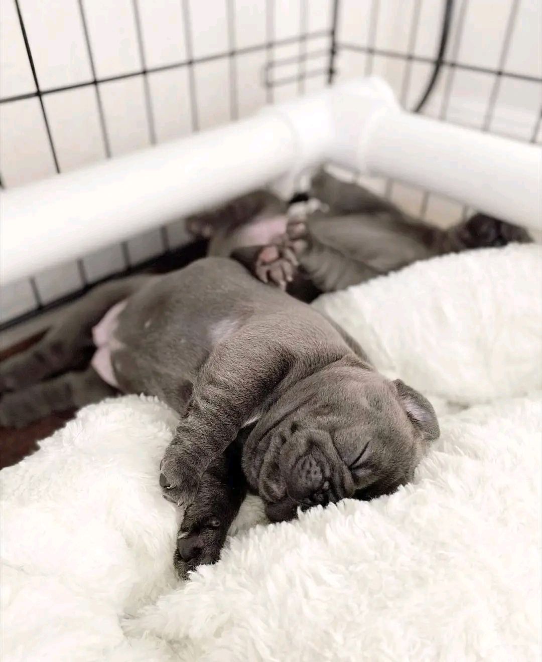 Fluffy Frenchie's  one male & 2 females image 5