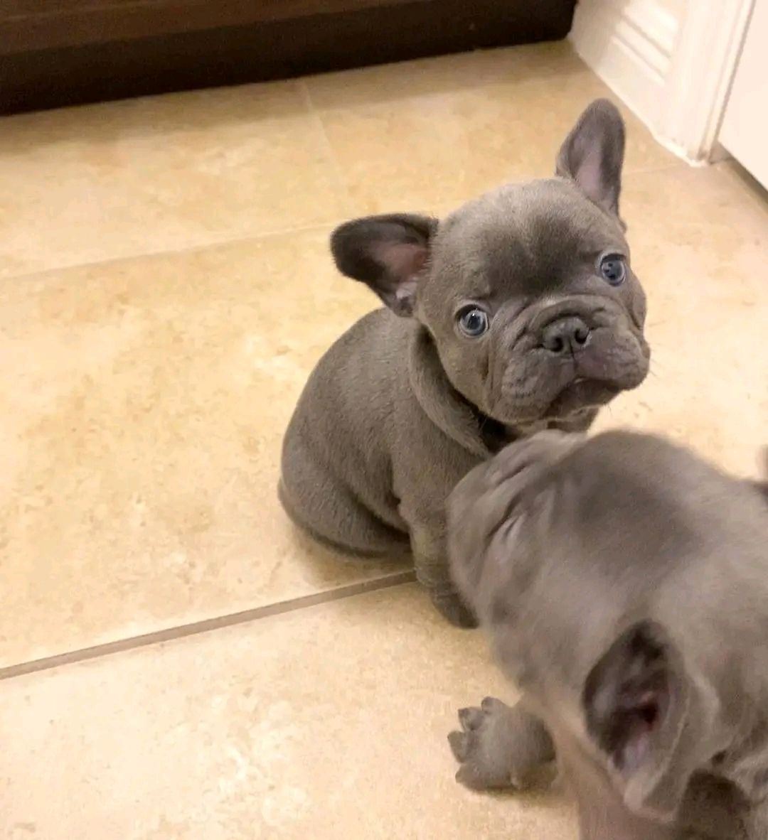 Fluffy Frenchie's  one male & 2 females image 6