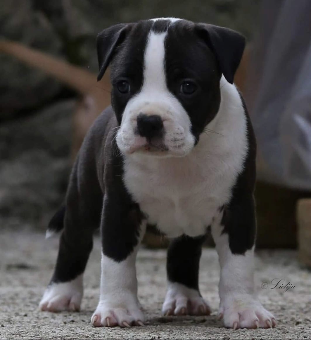American Staffordshire Terrier puppies image 7