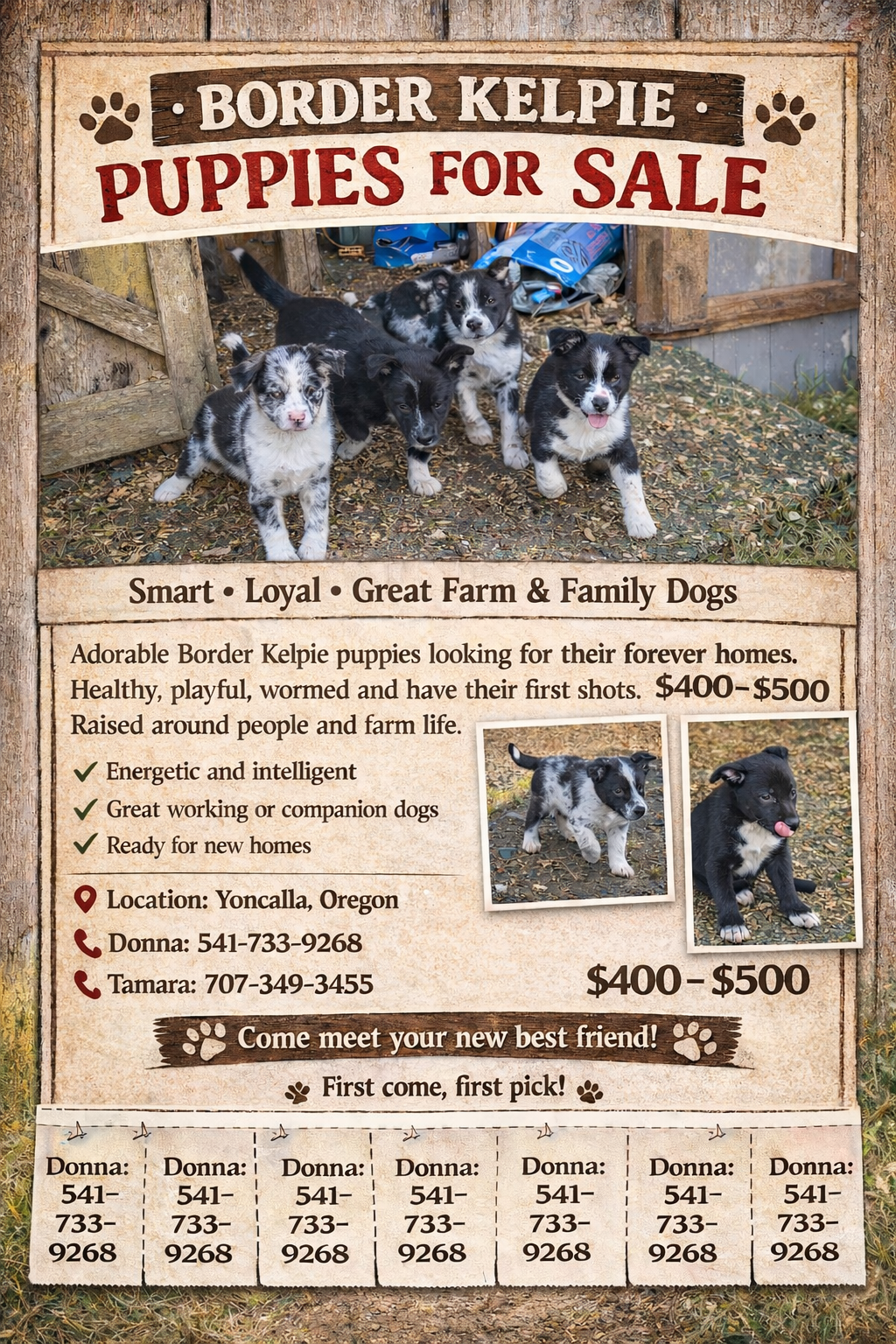 Border Kelpie image 1