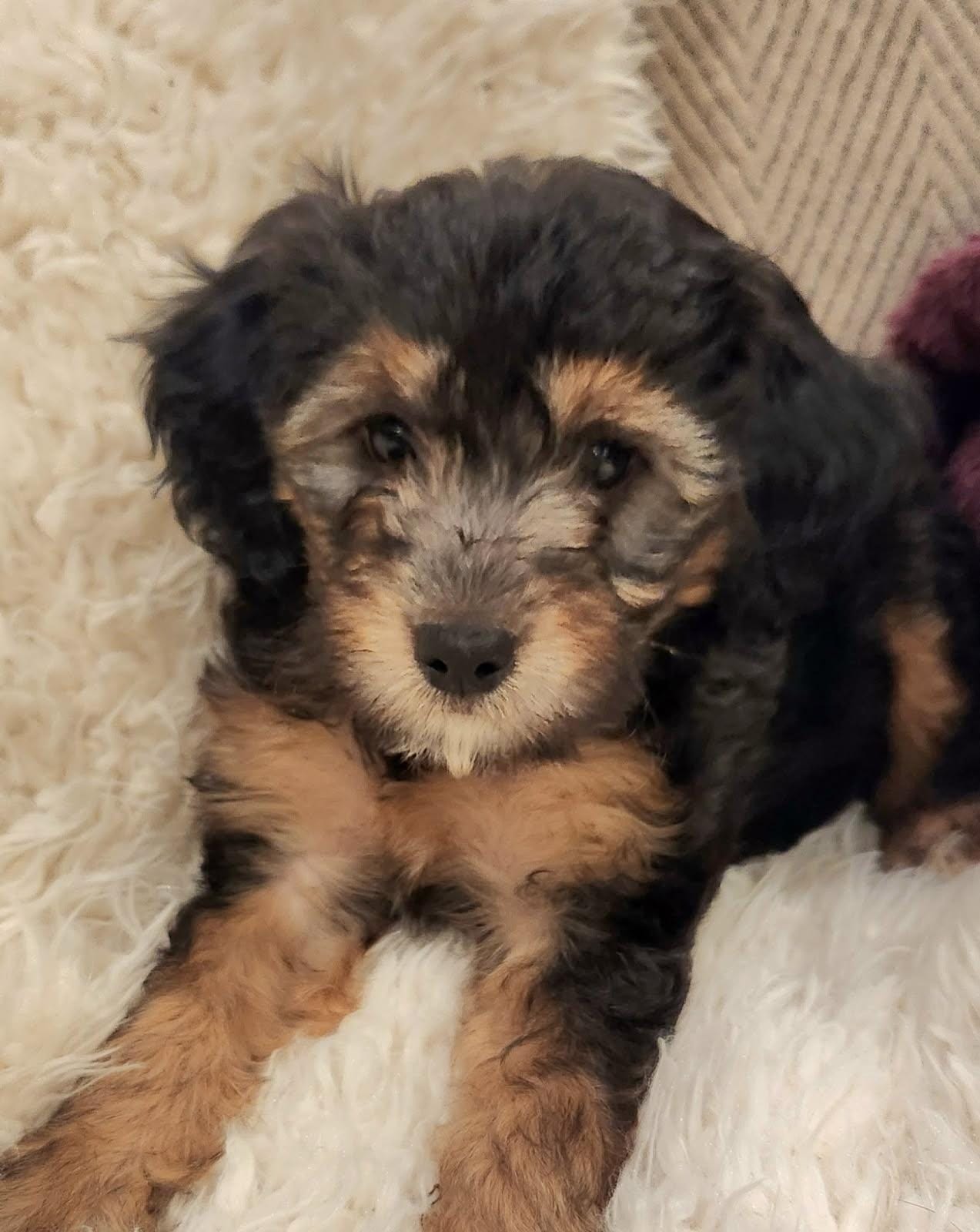 Micro - Mini Bernedoodles image 1