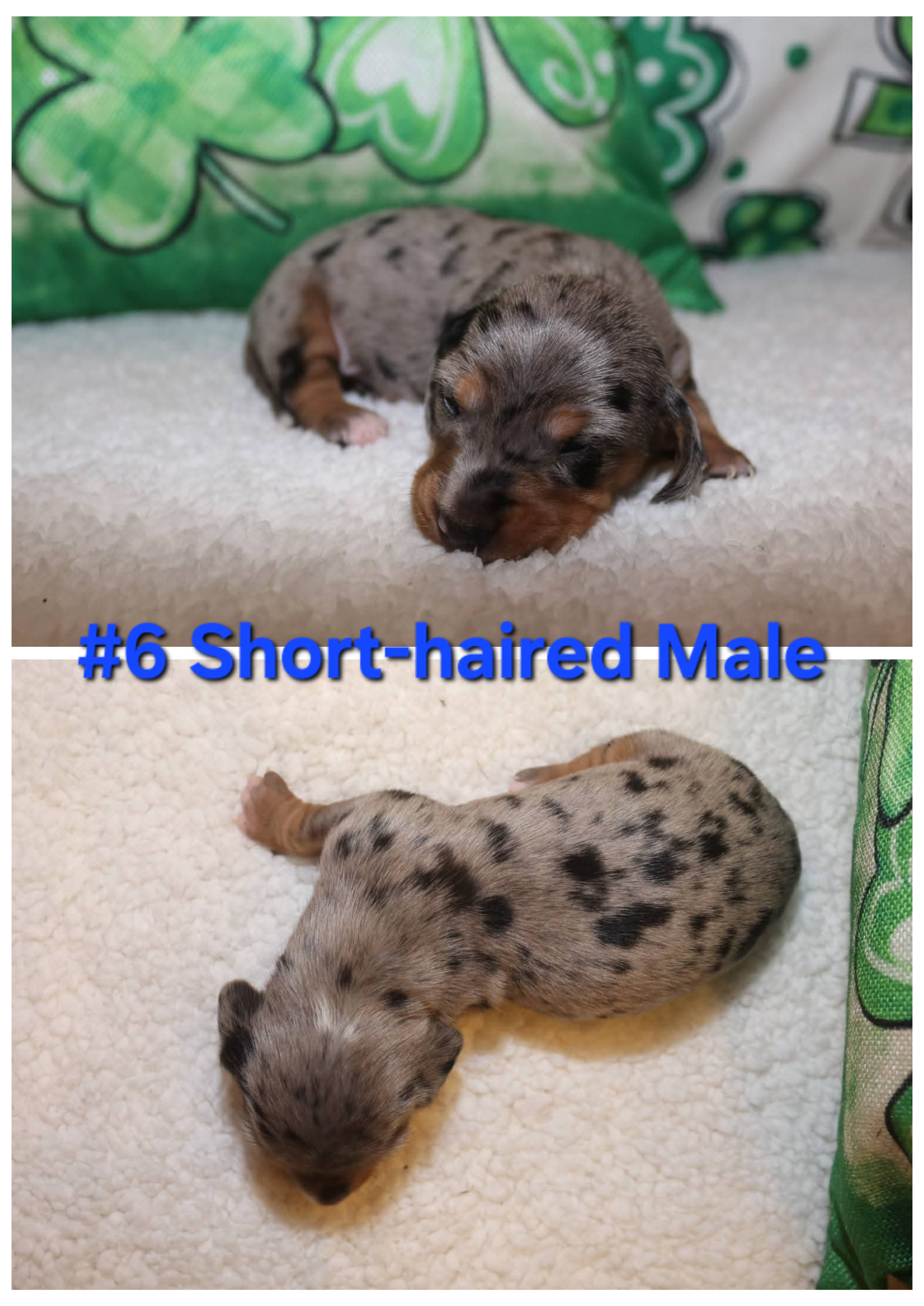 AKC Dachshund Puppies image 9