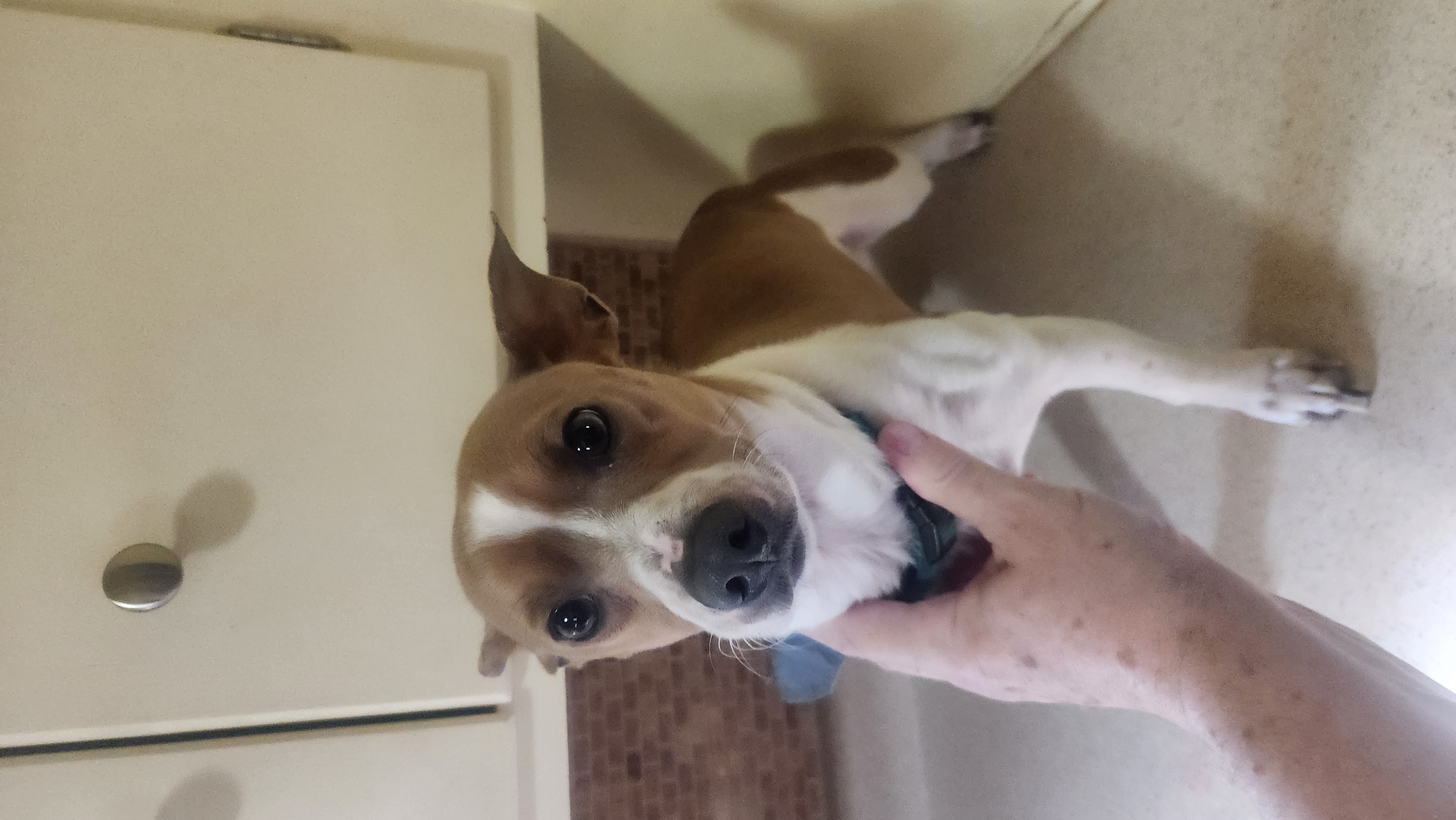 2 FREE Dogs to be rehomed immediately image 3