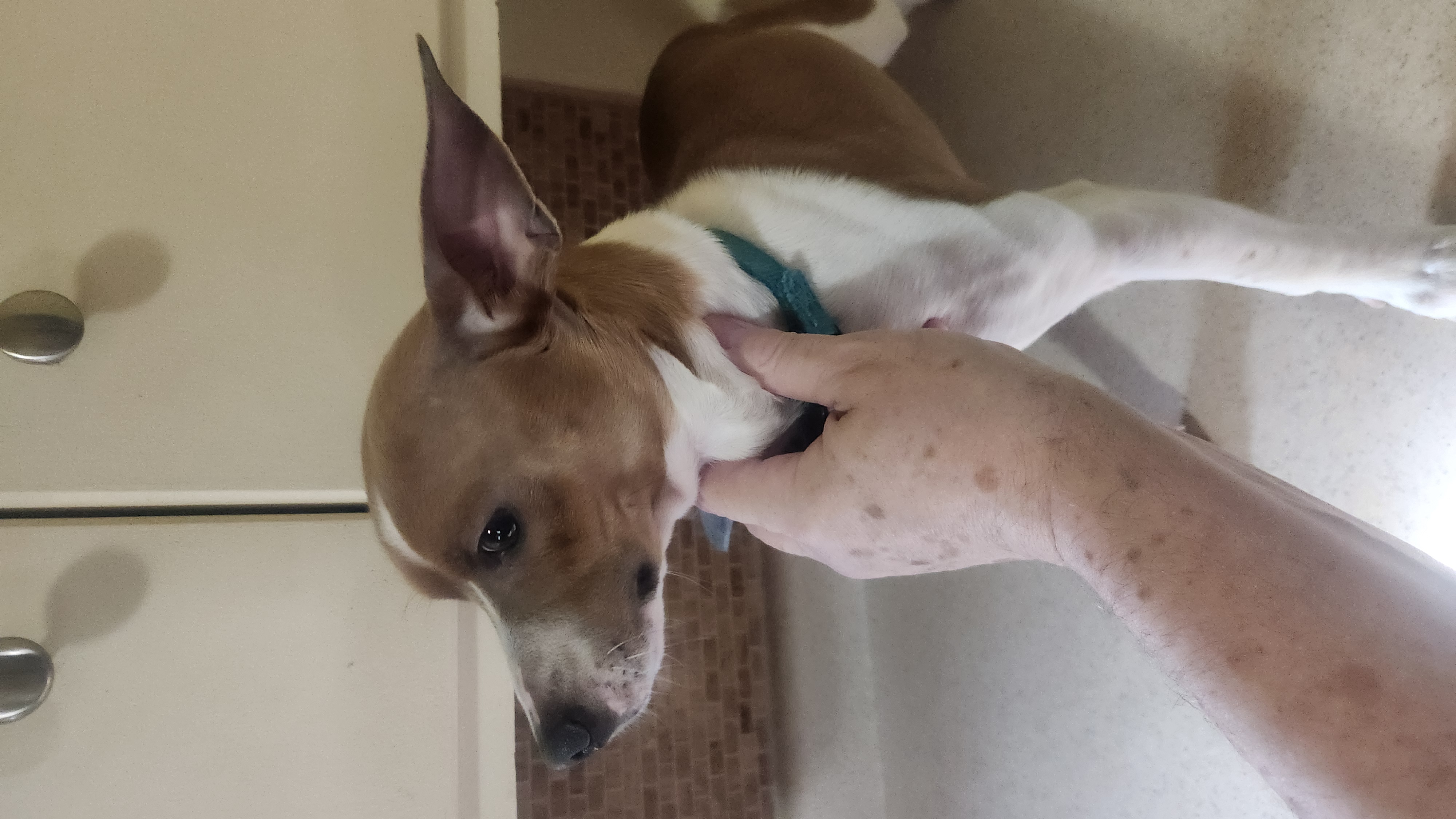 2 FREE Dogs to be rehomed immediately image 4
