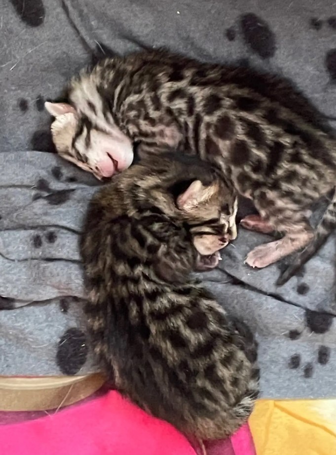 F3 Savannah Cubs / Kittens image 1