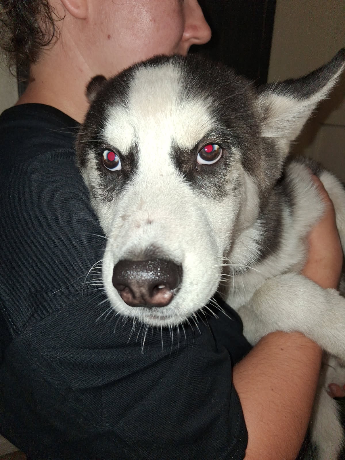 4 month old husky puppies image 4
