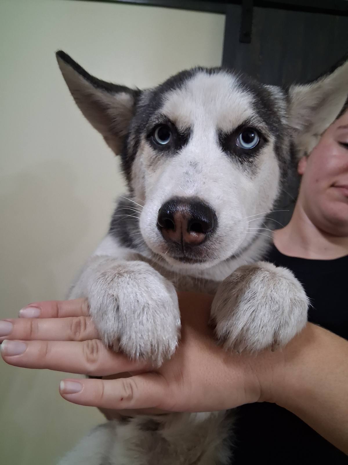 4 month old husky puppies image 1